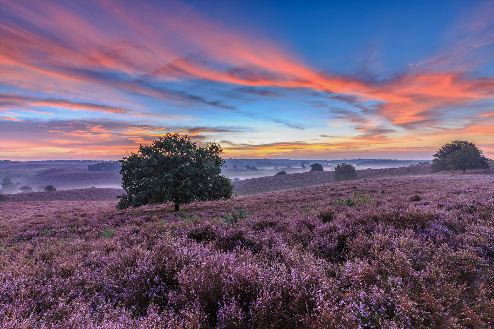 Laden Sie das Landschaft, Niederlande, Erde/natur-Bild kostenlos auf Ihren PC-Desktop herunter