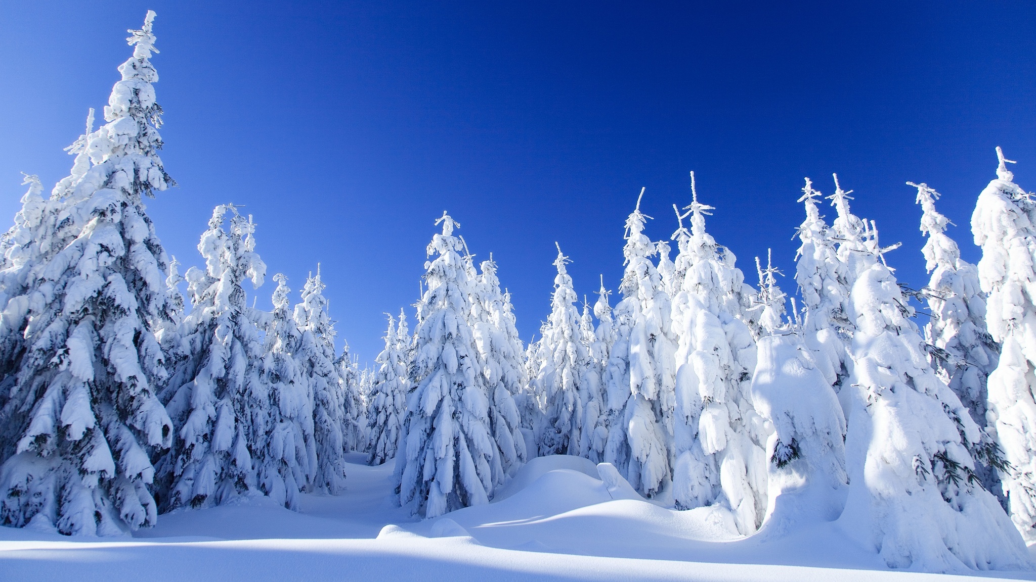 PCデスクトップに冬, 自然, 木, 雪, 森, 地球画像を無料でダウンロード