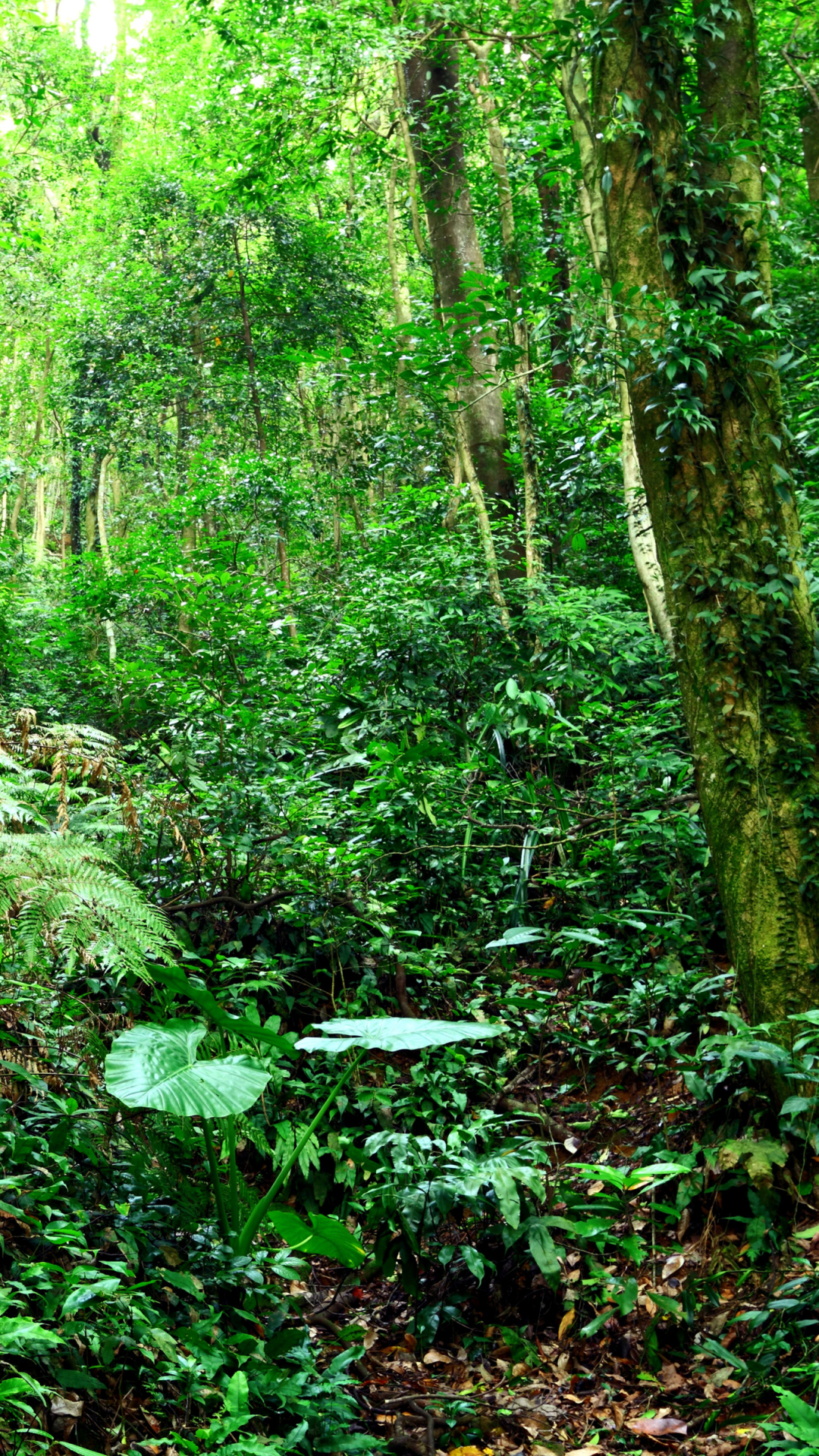 Baixar papel de parede para celular de Natureza, Floresta, Árvore, Selva, Terra/natureza gratuito.