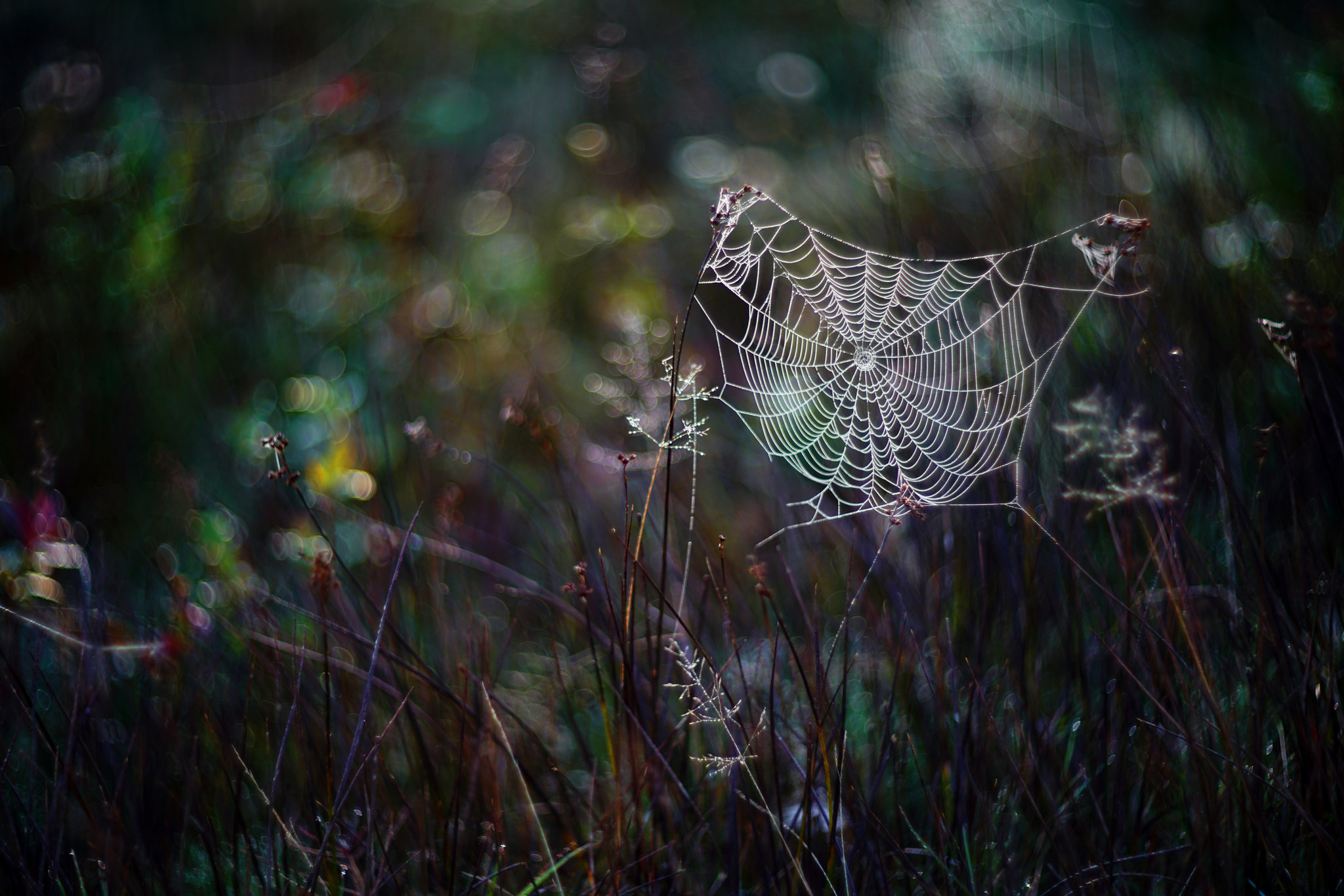 Free download wallpaper Nature, Close Up, Bokeh, Photography, Spider Web on your PC desktop