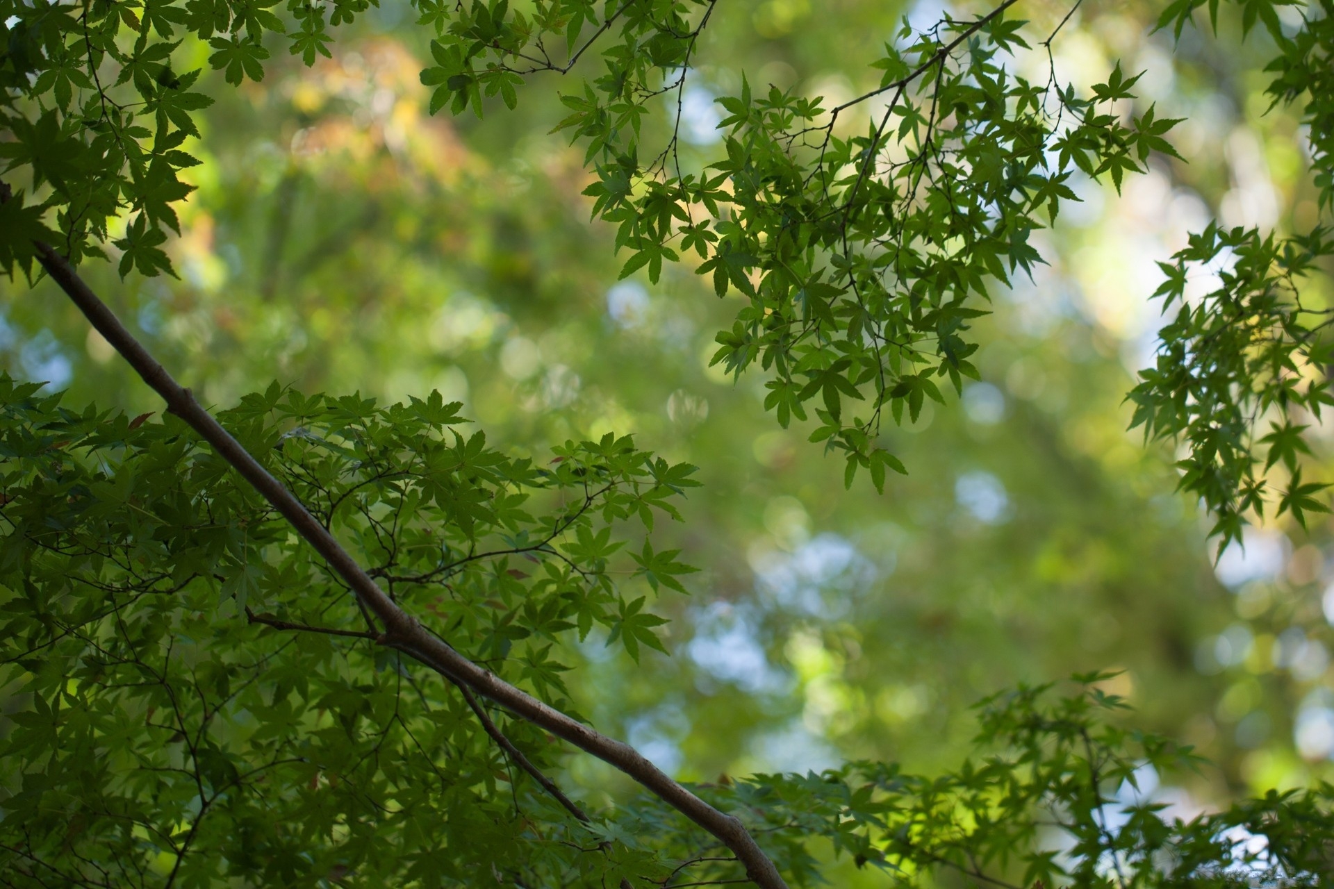 Laden Sie das Geäst, Zweige, Natur, Blätter-Bild kostenlos auf Ihren PC-Desktop herunter
