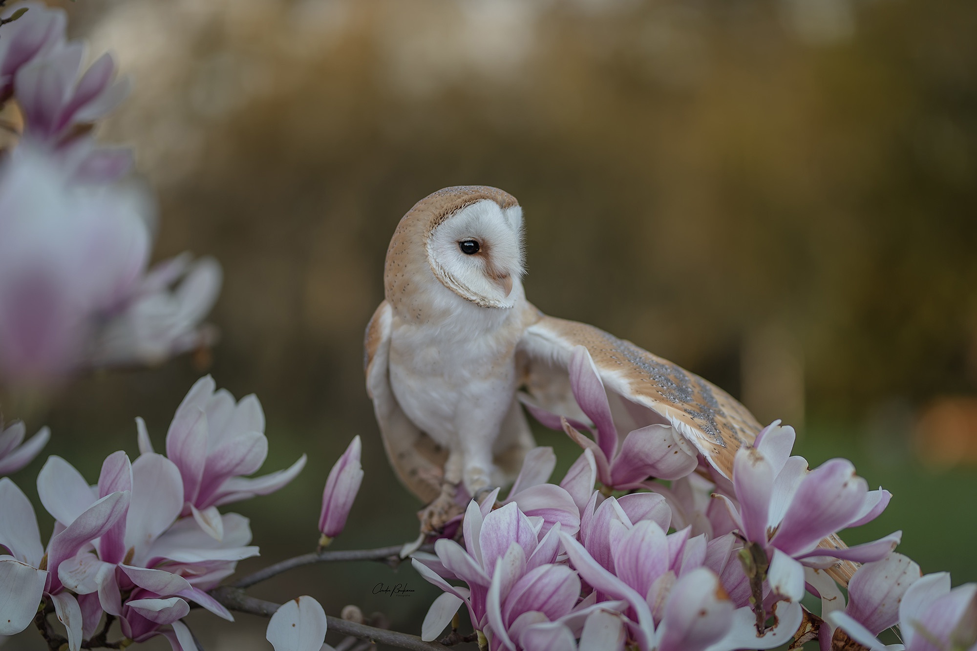 Download mobile wallpaper Birds, Owl, Flower, Bird, Animal, Barn Owl for free.