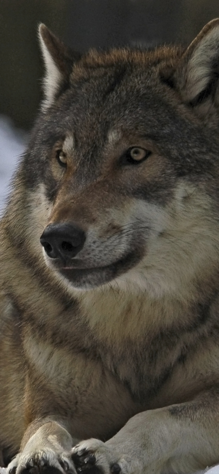 無料モバイル壁紙動物, オオカミ, 狼, グレイウルフをダウンロードします。