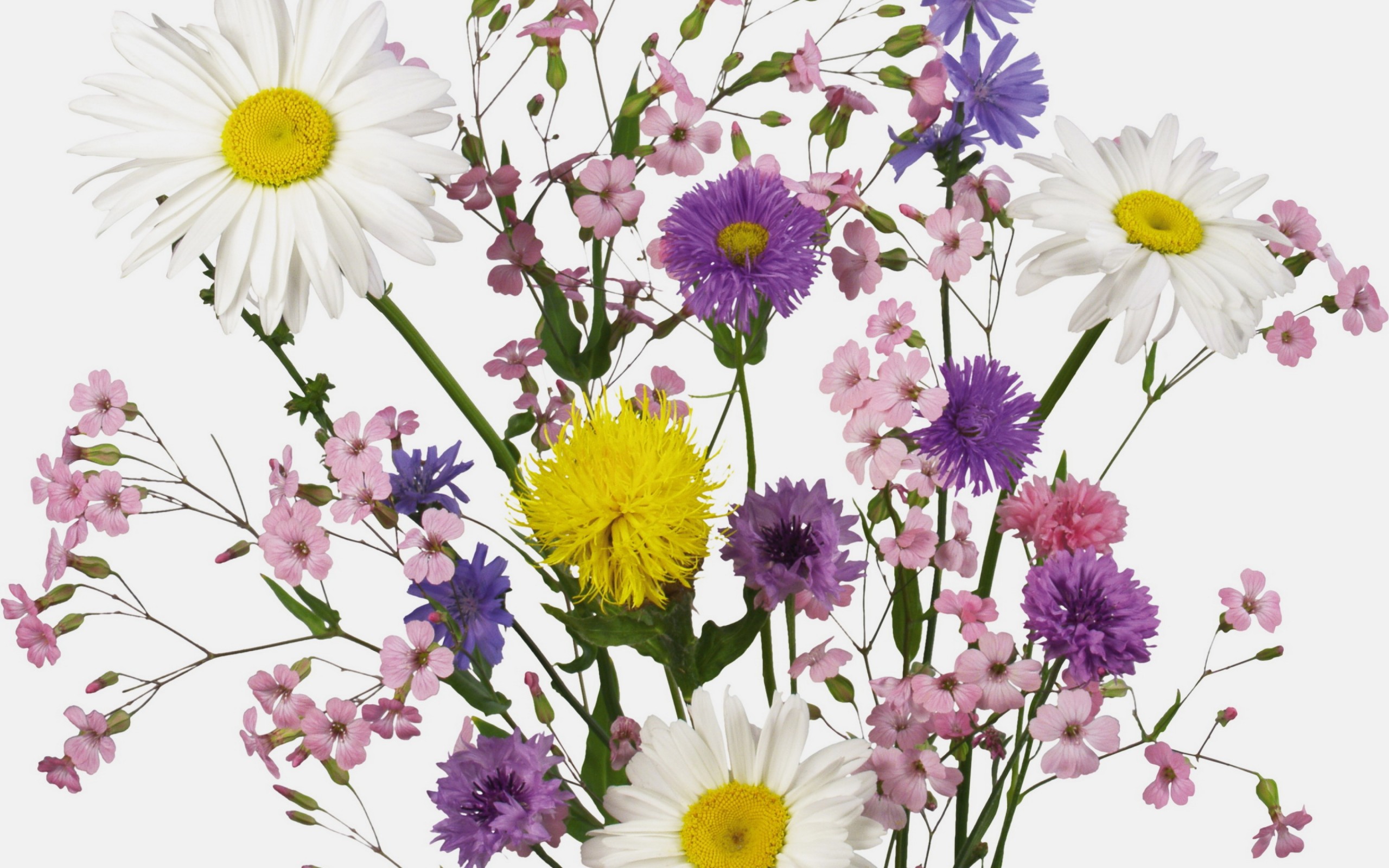Handy-Wallpaper Blume, Erde, Frühling, Gänseblümchen, Weiße Blume, Lila Blume, Menschengemacht, Pinke Blume kostenlos herunterladen.