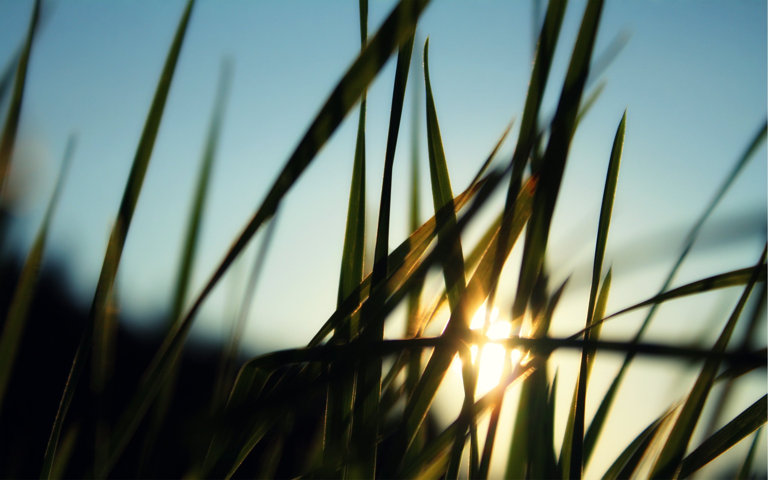 Laden Sie das Gras, Erde/natur-Bild kostenlos auf Ihren PC-Desktop herunter