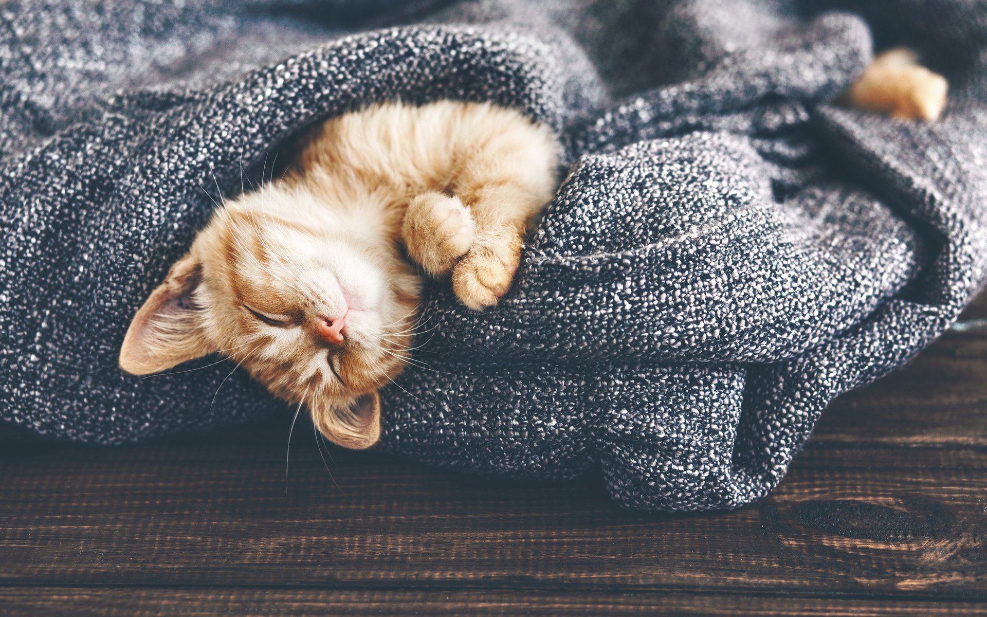 Download mobile wallpaper Cats, Cat, Kitten, Animal, Sleeping, Baby Animal for free.