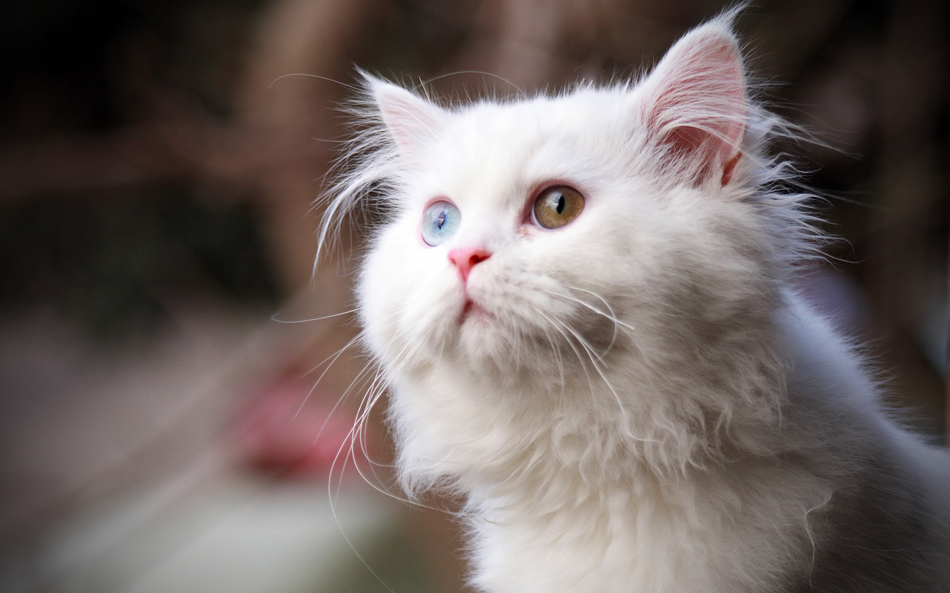 Baixe gratuitamente a imagem Animais, Gatos, Gato na área de trabalho do seu PC