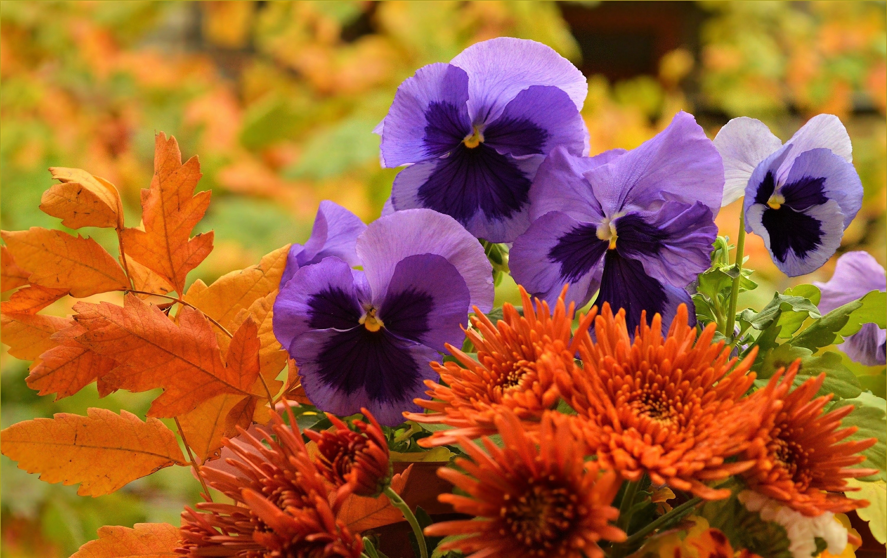 Download mobile wallpaper Flowers, Flower, Leaf, Fall, Earth, Purple Flower, Pansy, Orange Flower for free.