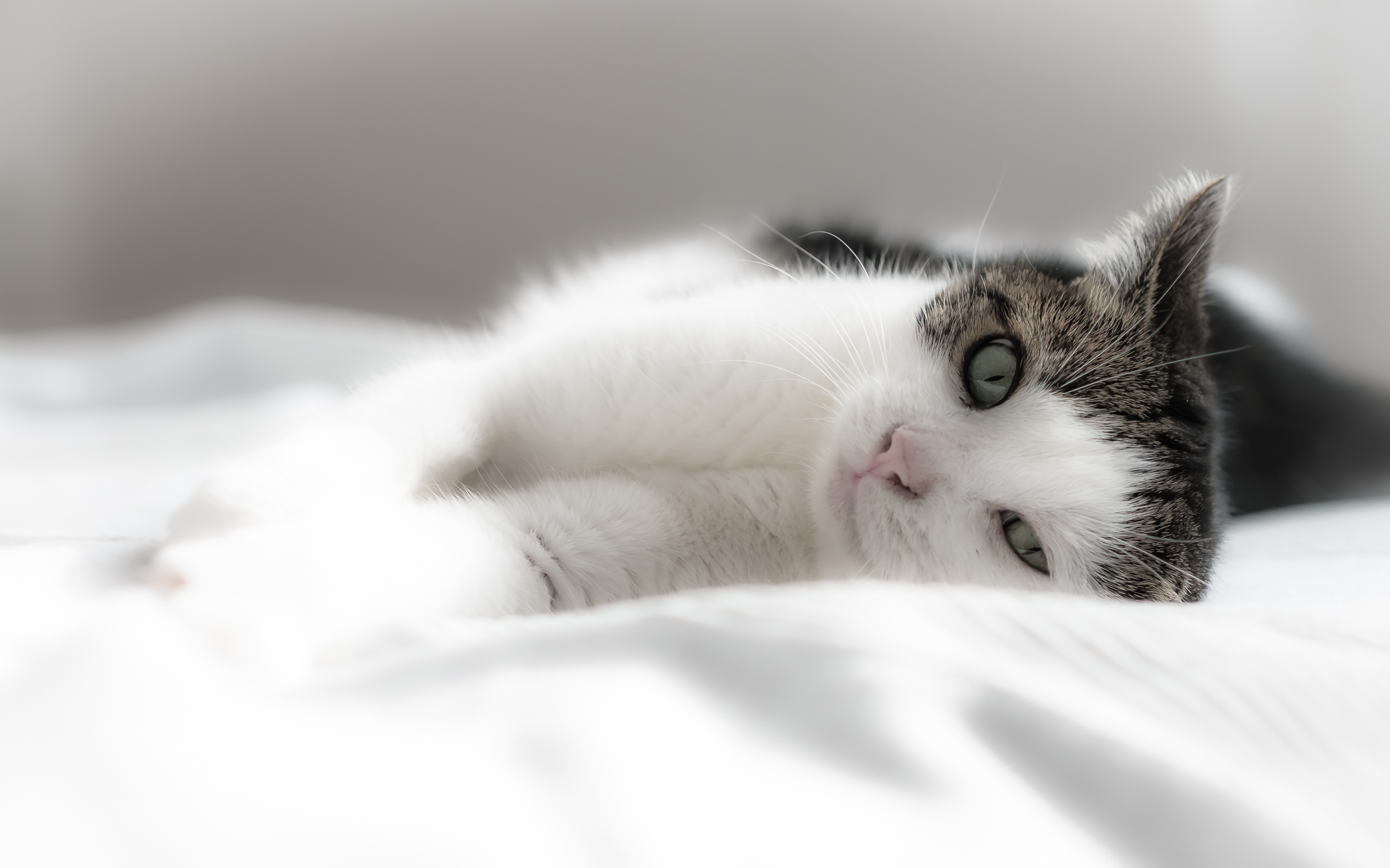 Free download wallpaper Cat, Cats, Animal on your PC desktop