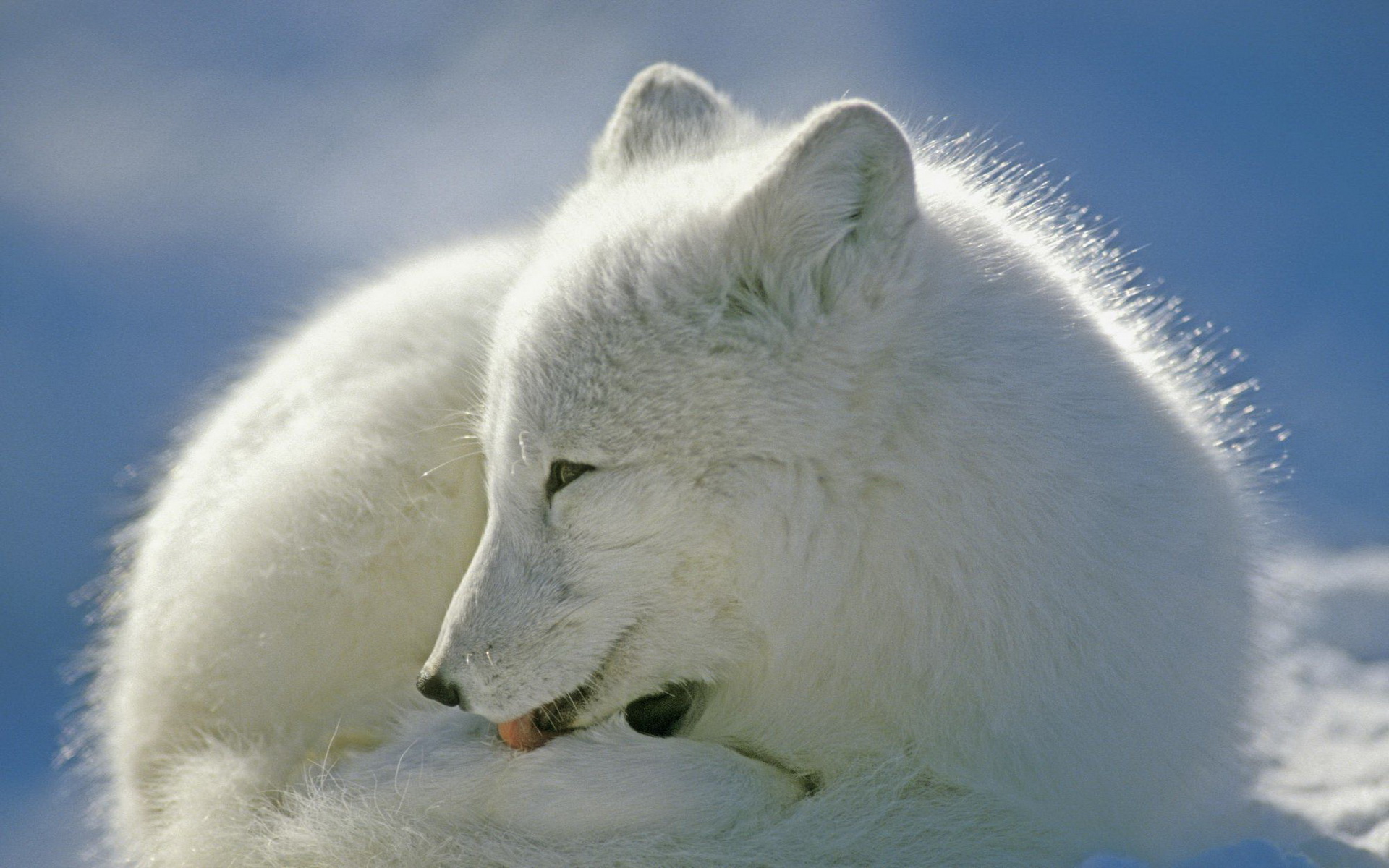 Baixe gratuitamente a imagem Animais, Cães, Raposa Do Ártico na área de trabalho do seu PC
