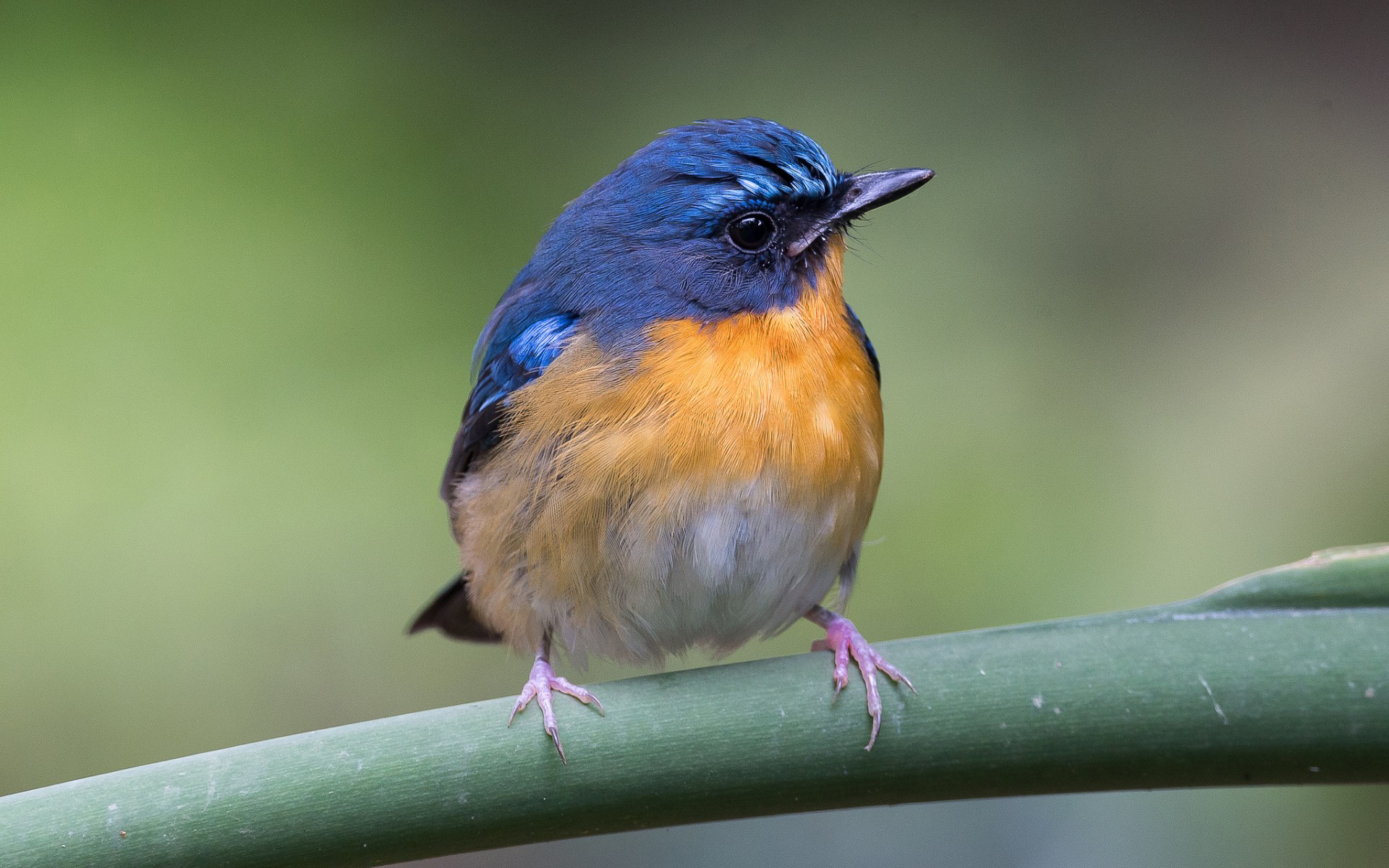 Téléchargez gratuitement l'image Animaux, Oiseau sur le bureau de votre PC