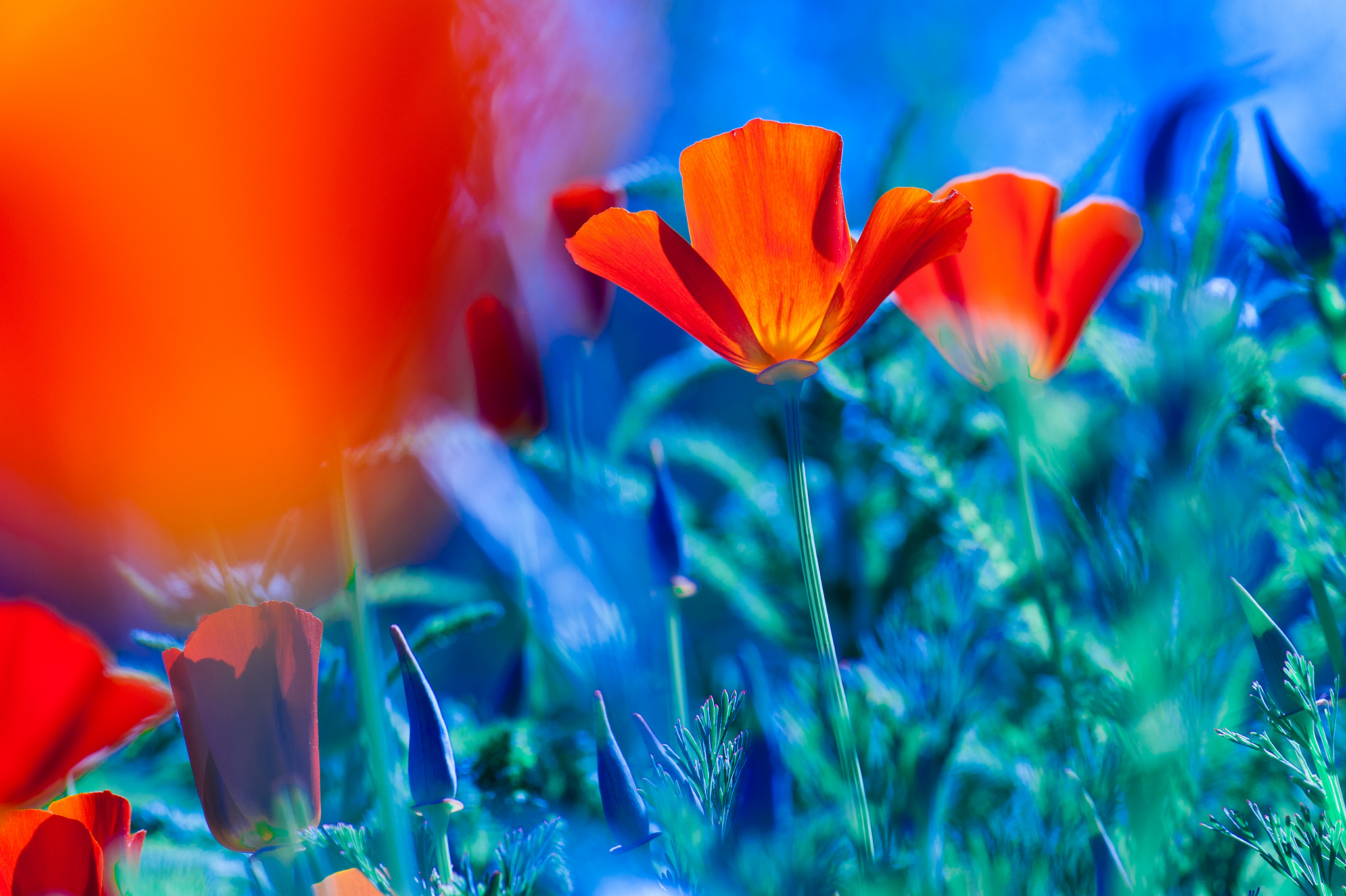 Download mobile wallpaper Nature, Flowers, Flower, Earth, Poppy, Orange Flower for free.