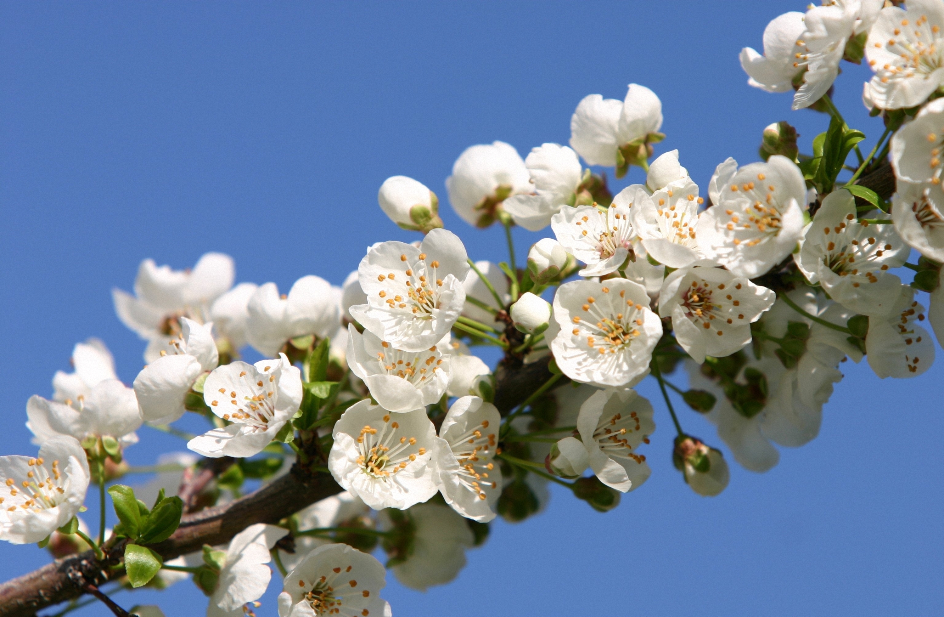 Download mobile wallpaper Nature, Flowers, Flower, Branch, Earth, White Flower, Blossom for free.