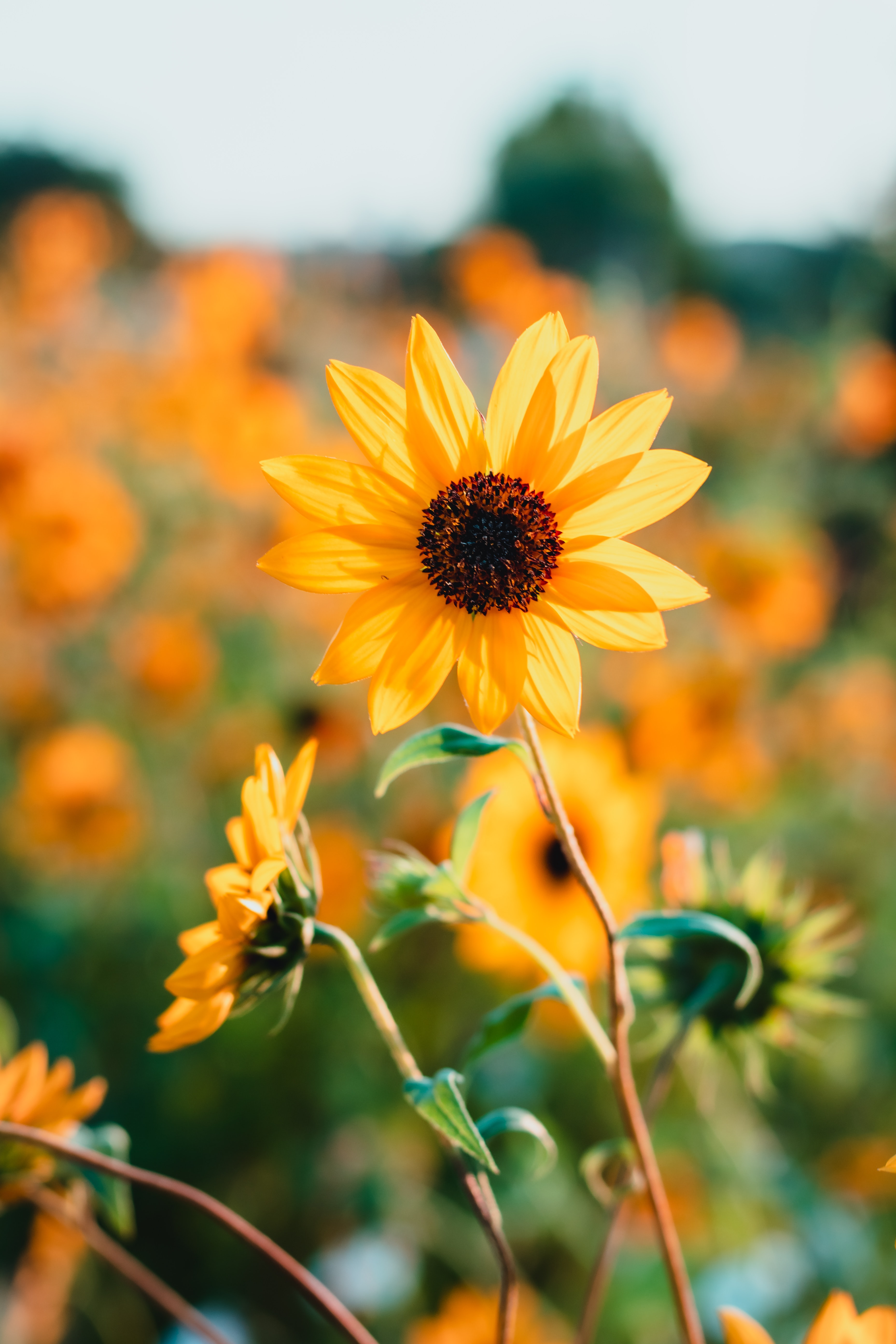 sunflower, flowers, yellow, petals cellphone