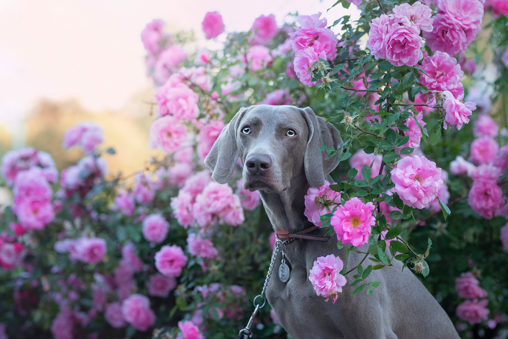 Download mobile wallpaper Dogs, Flower, Rose, Dog, Animal, Weimaraner, Rose Bush for free.