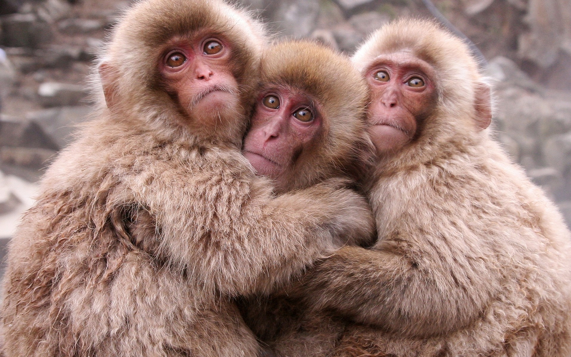 Download mobile wallpaper Monkeys, Monkey, Animal for free.