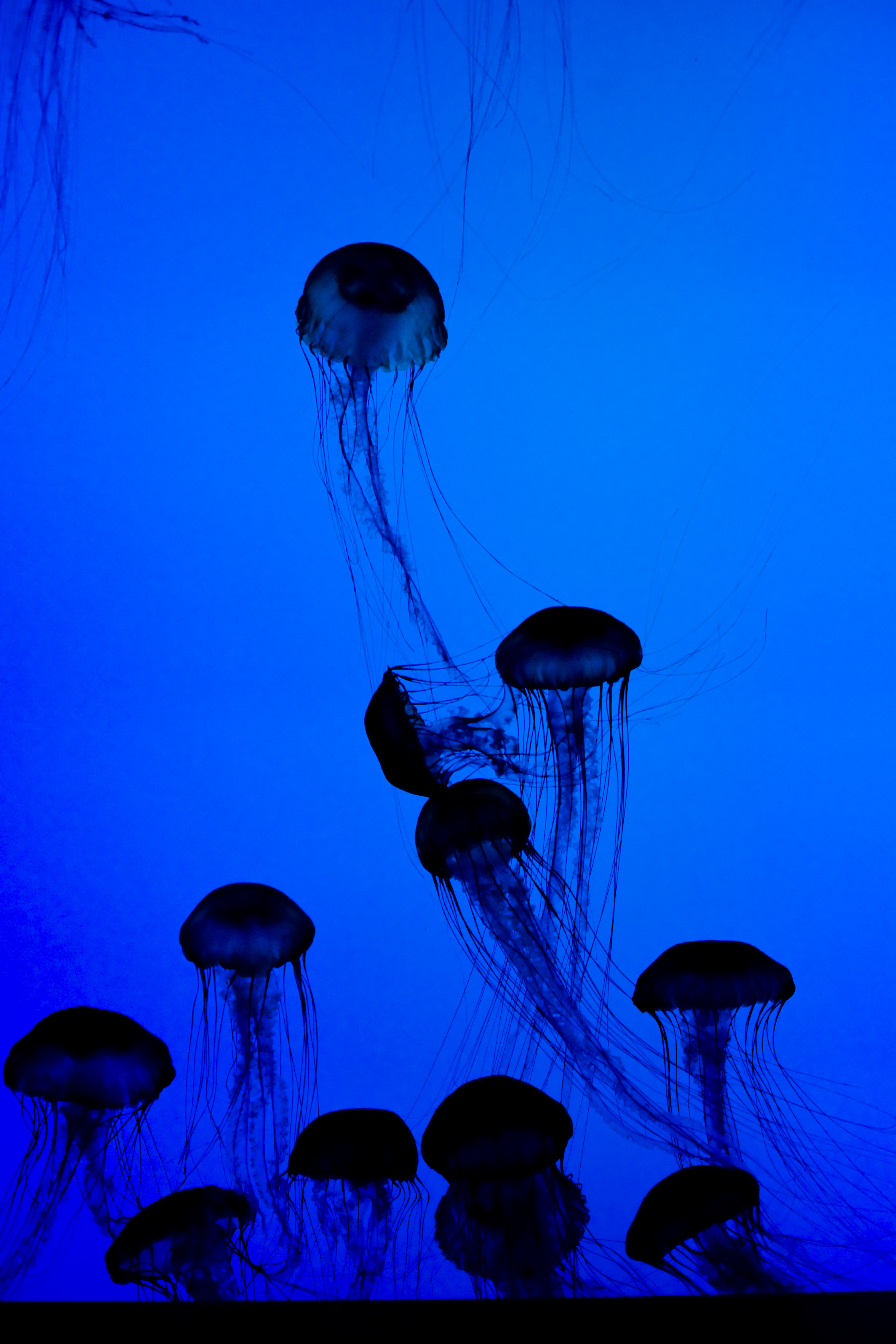 128141 скачать картинку подводный мир, щупальца, медузы, животные, темный, синий - обои и заставки бесплатно