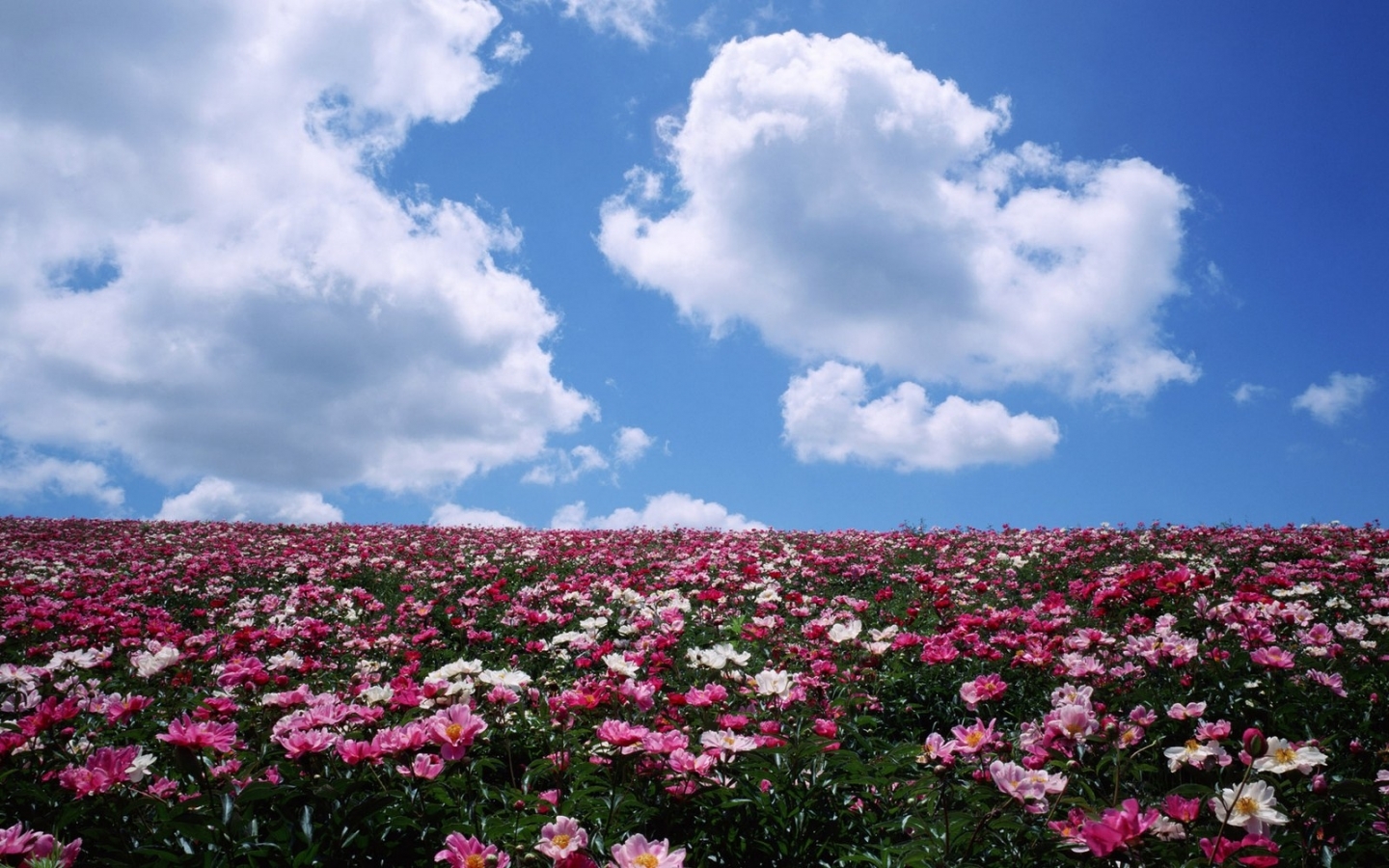 Free download wallpaper Transport, Landscape, Flowers, Sky, Fields on your PC desktop