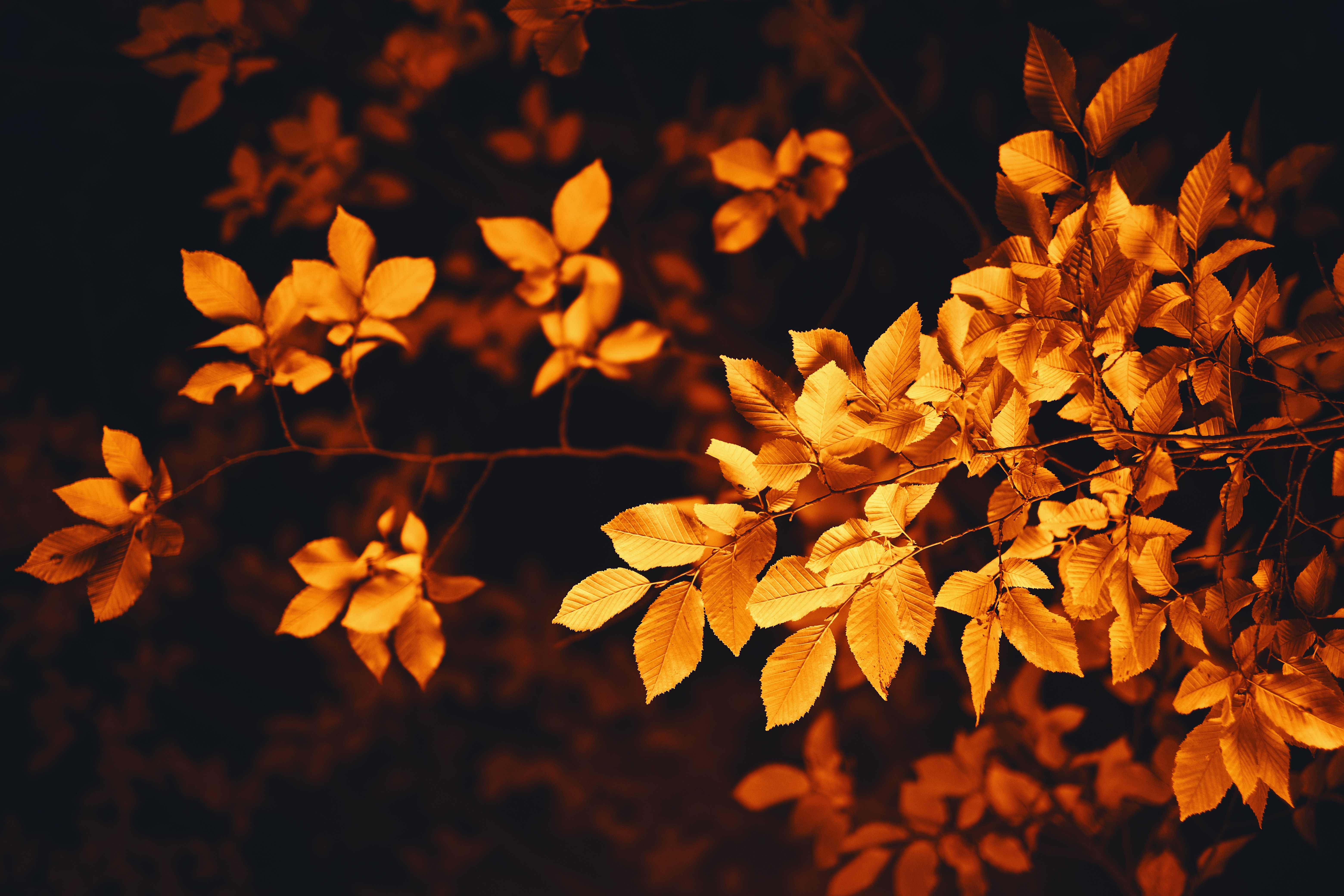 blur, autumn, smooth, nature, leaves, branch, foliage