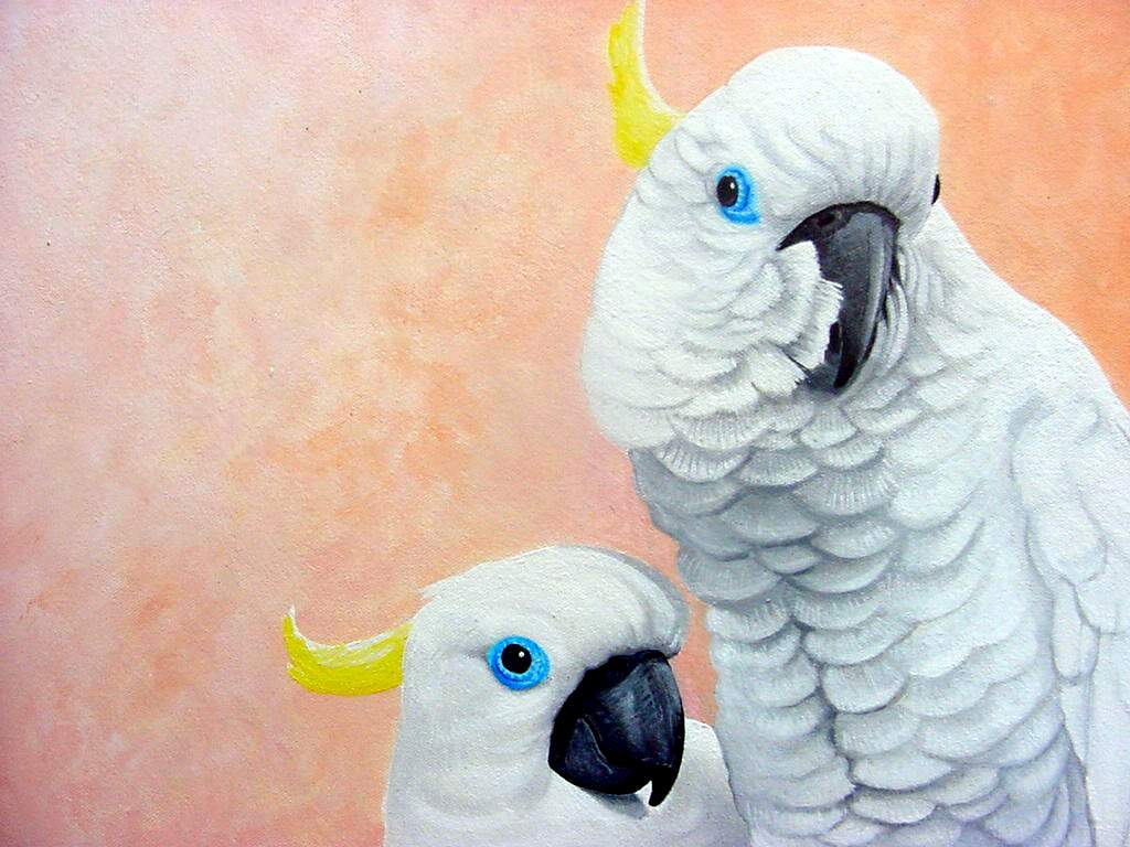 Melhores papéis de parede de Cacatua De Olhos Azuis para tela do telefone