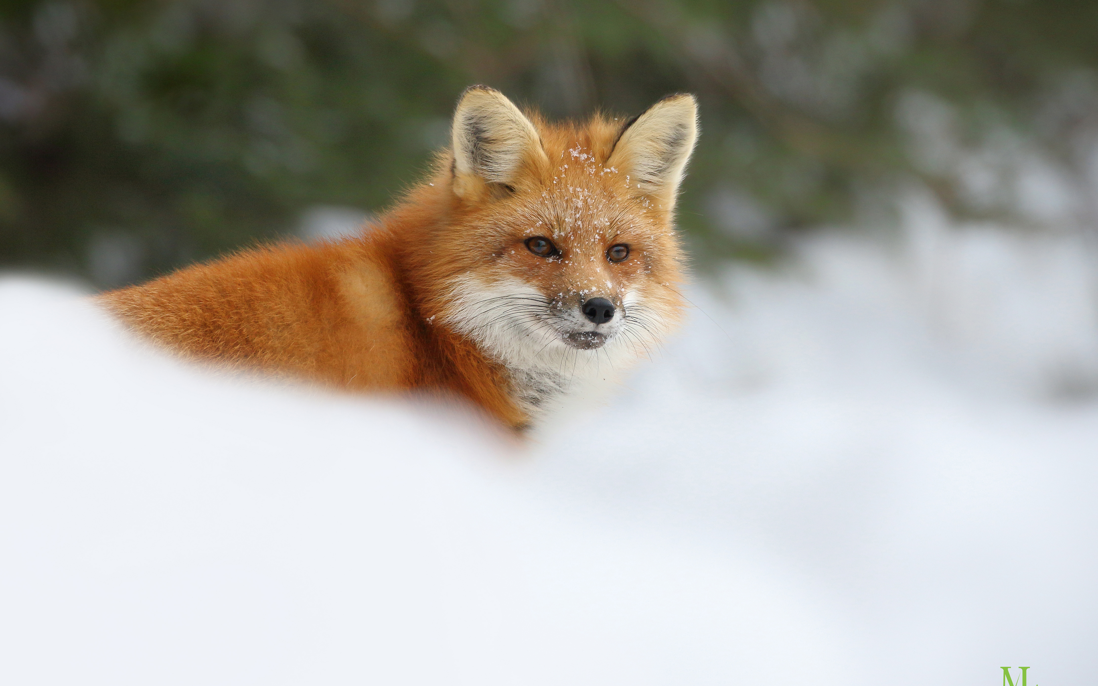 Free download wallpaper Snow, Fox, Animal on your PC desktop