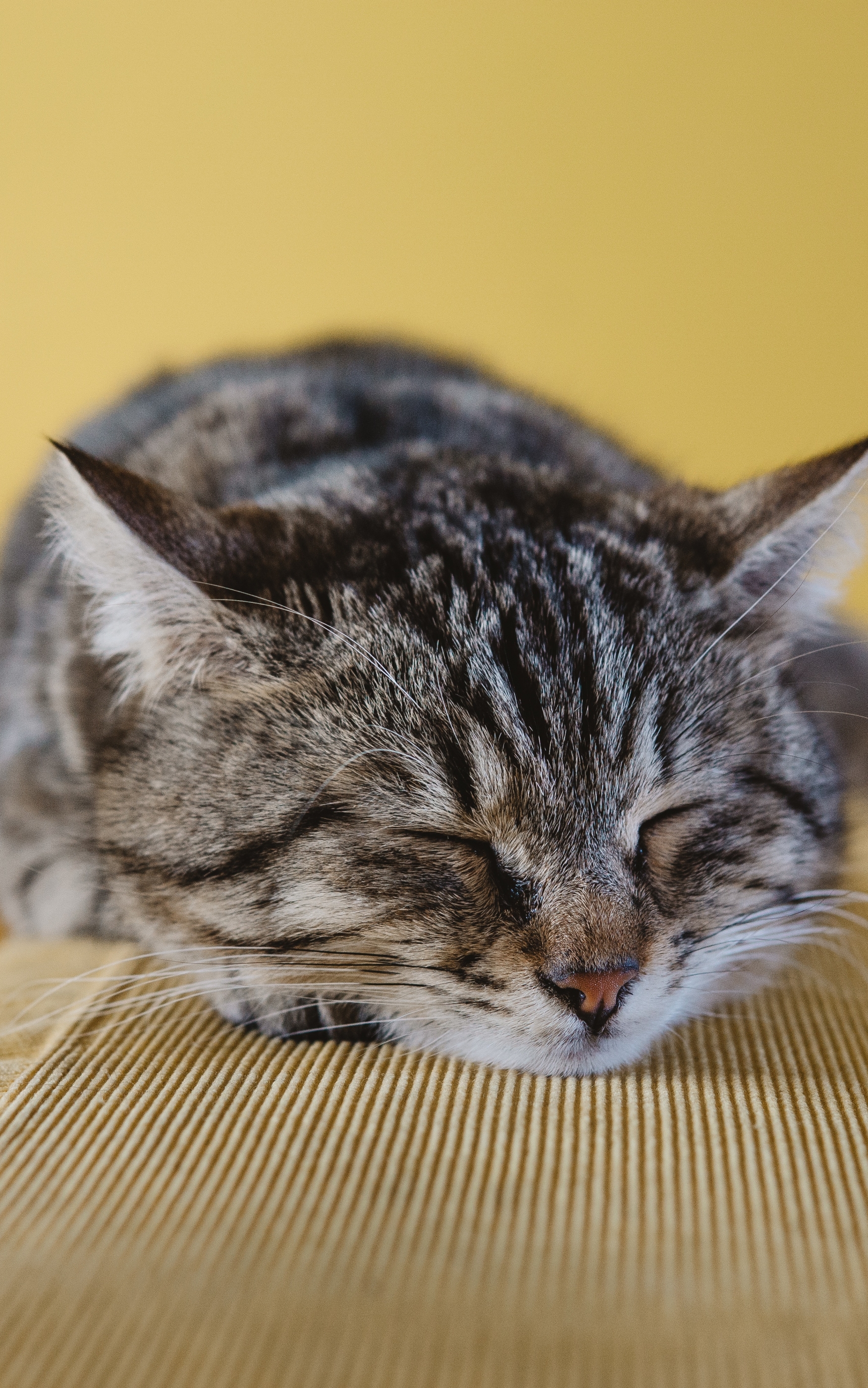 Descarga gratuita de fondo de pantalla para móvil de Animales, Gatos, Gato, Dormido.