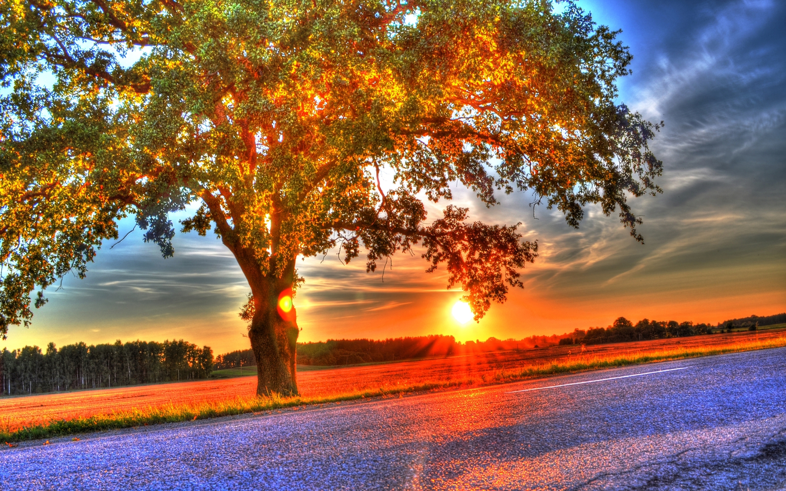 Free download wallpaper Sunset, Sun, Tree, Earth, Sunbeam on your PC desktop