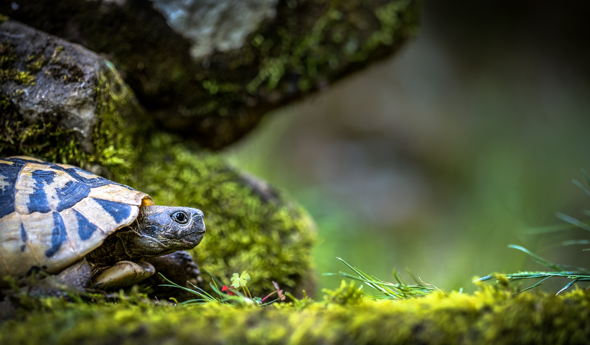 Descarga gratis la imagen Animales, Tortugas, Reptil, Tortuga en el escritorio de tu PC