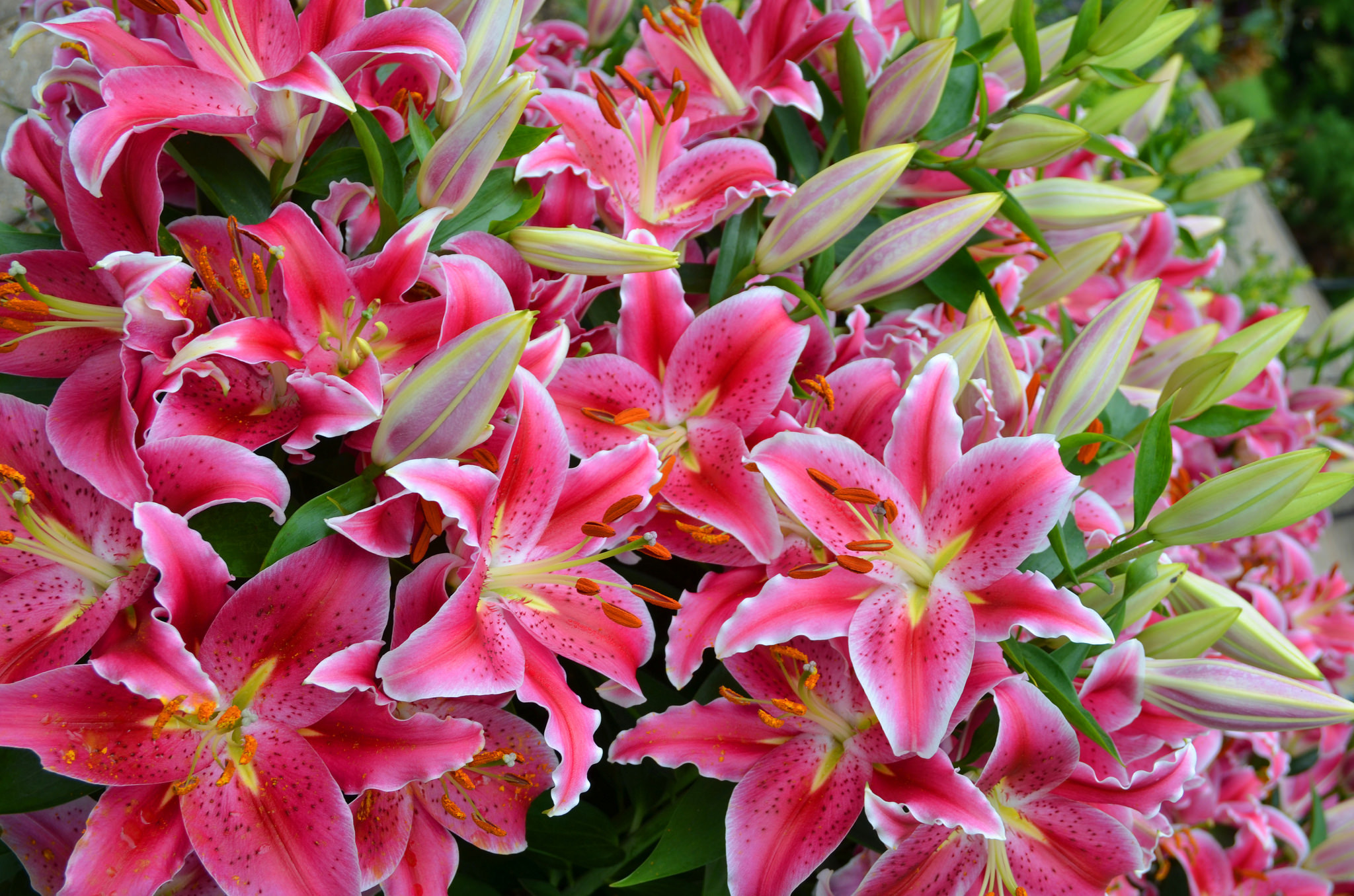 Free download wallpaper Flowers, Flower, Earth, Lily, Pink Flower on your PC desktop