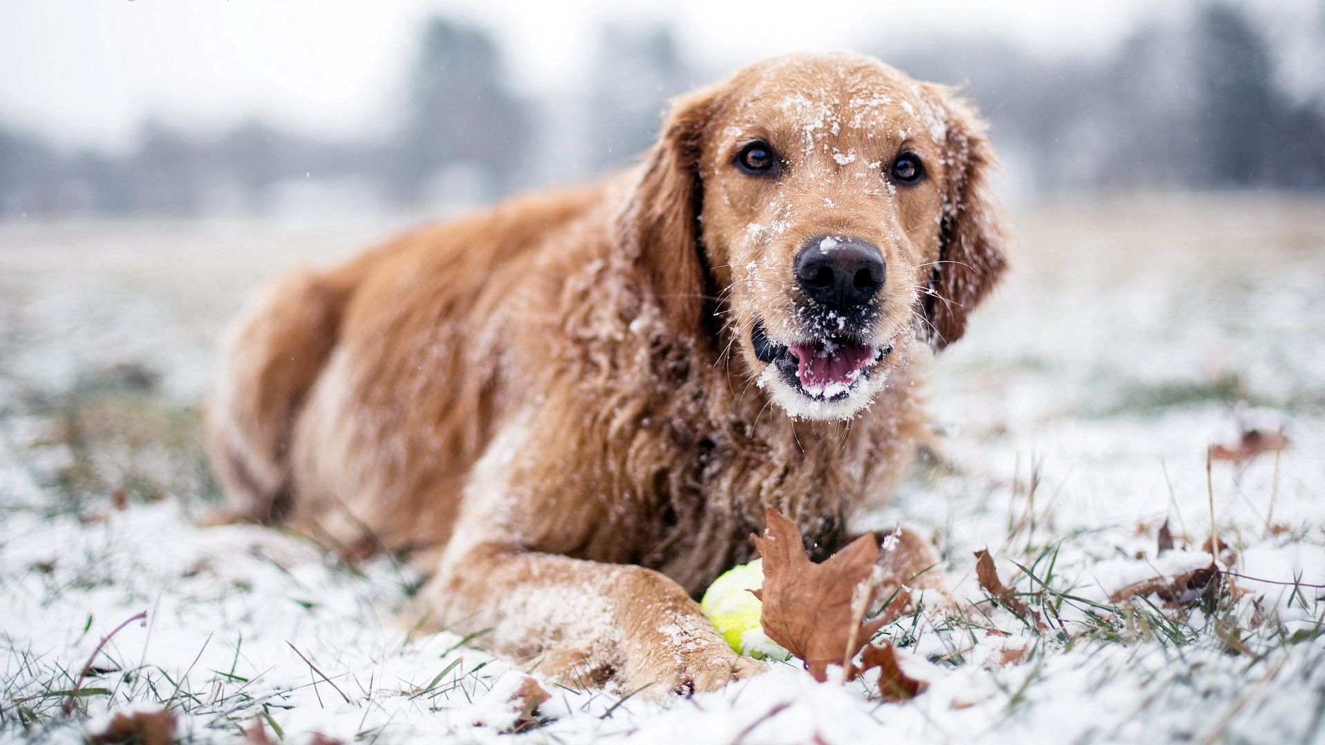PCデスクトップに雪, 冬, 動物, 犬画像を無料でダウンロード