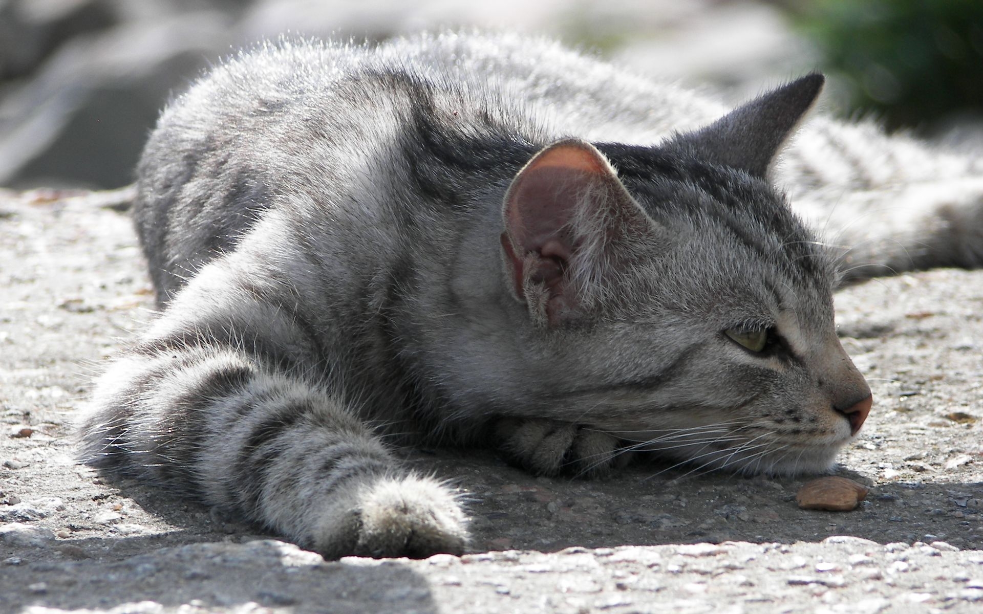 Handy-Wallpaper Tiere, Katzen, Katze kostenlos herunterladen.