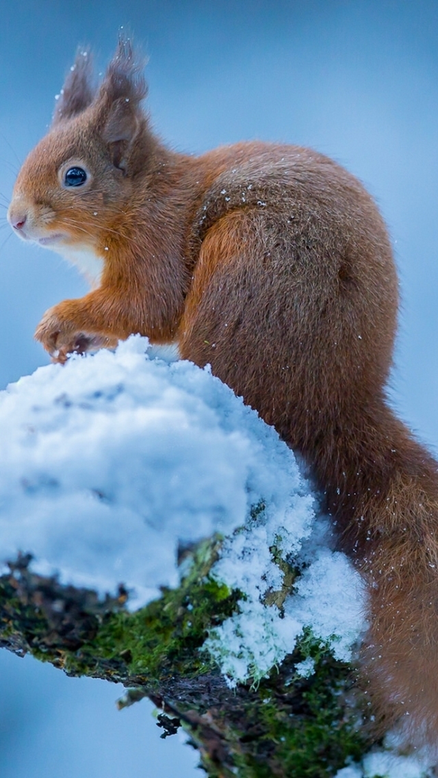 Download mobile wallpaper Winter, Squirrel, Snow, Animal, Rodent for free.