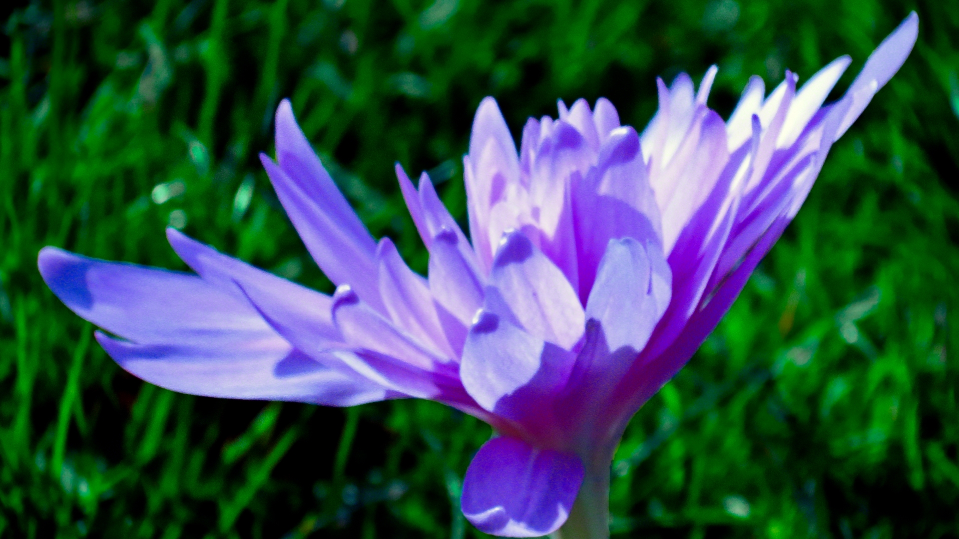 Téléchargez gratuitement l'image Fleurs, Crocus, Terre/nature sur le bureau de votre PC