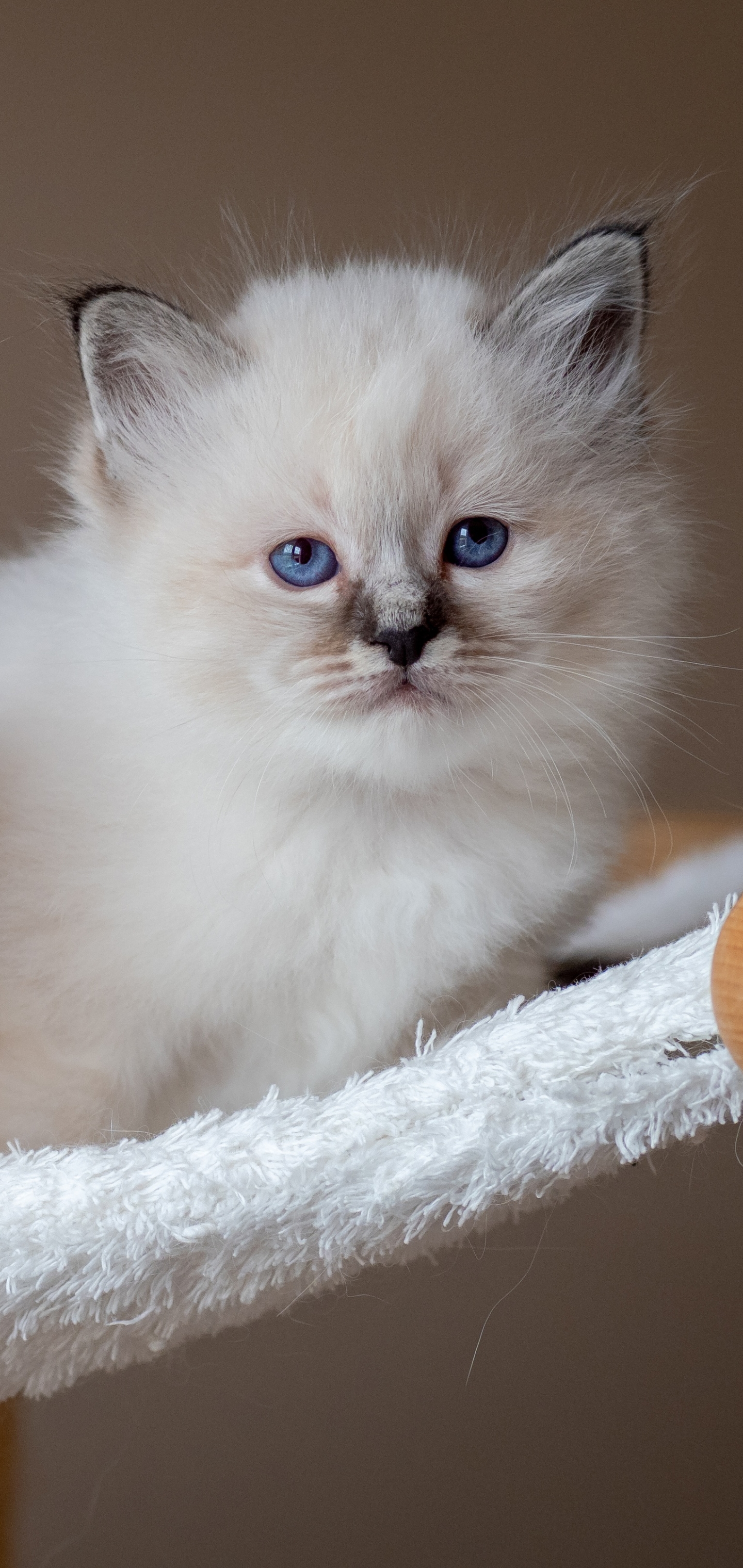 Free download wallpaper Cats, Cat, Kitten, Animal, Ragdoll, Baby Animal on your PC desktop