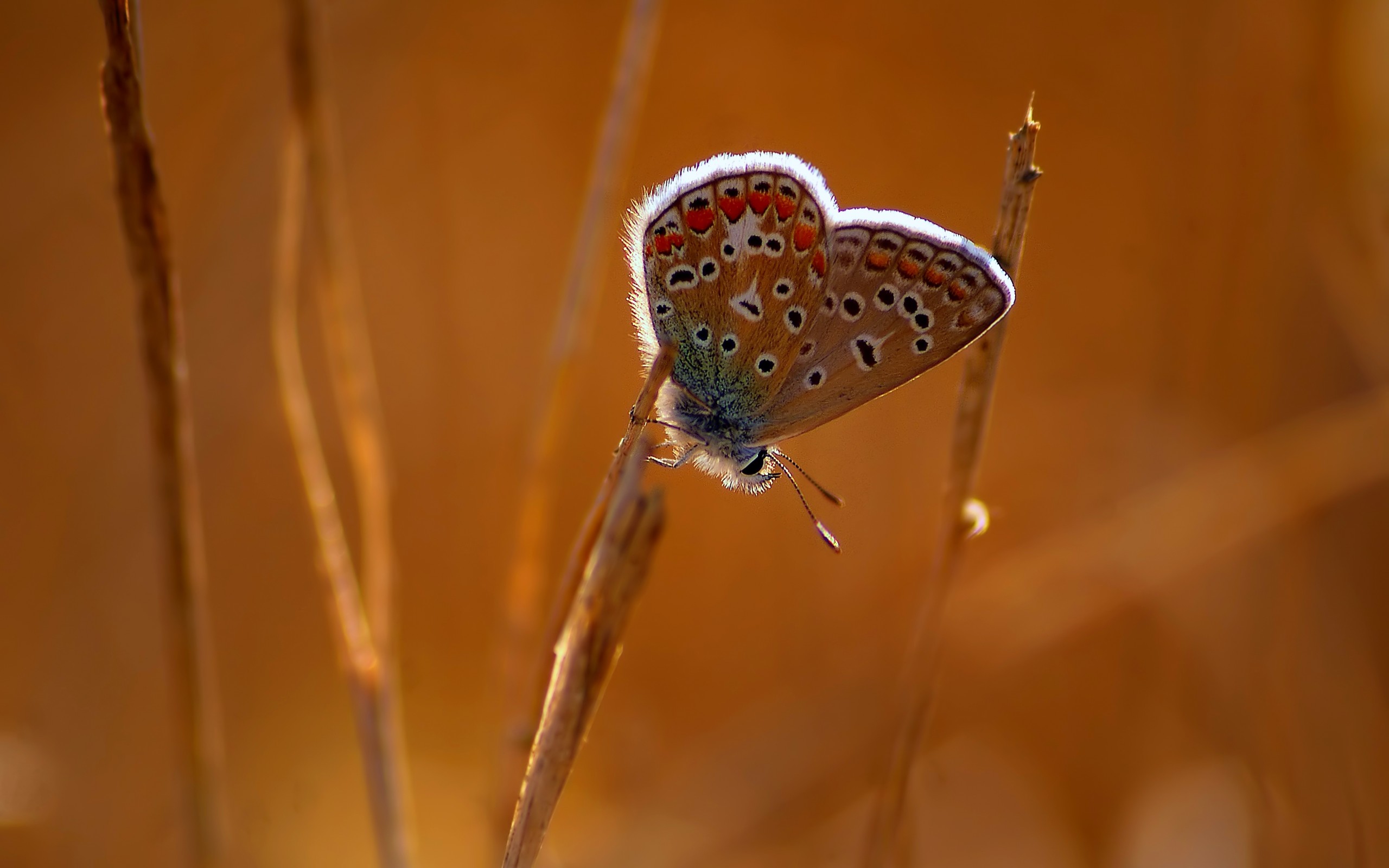 Free download wallpaper Butterfly, Animal on your PC desktop