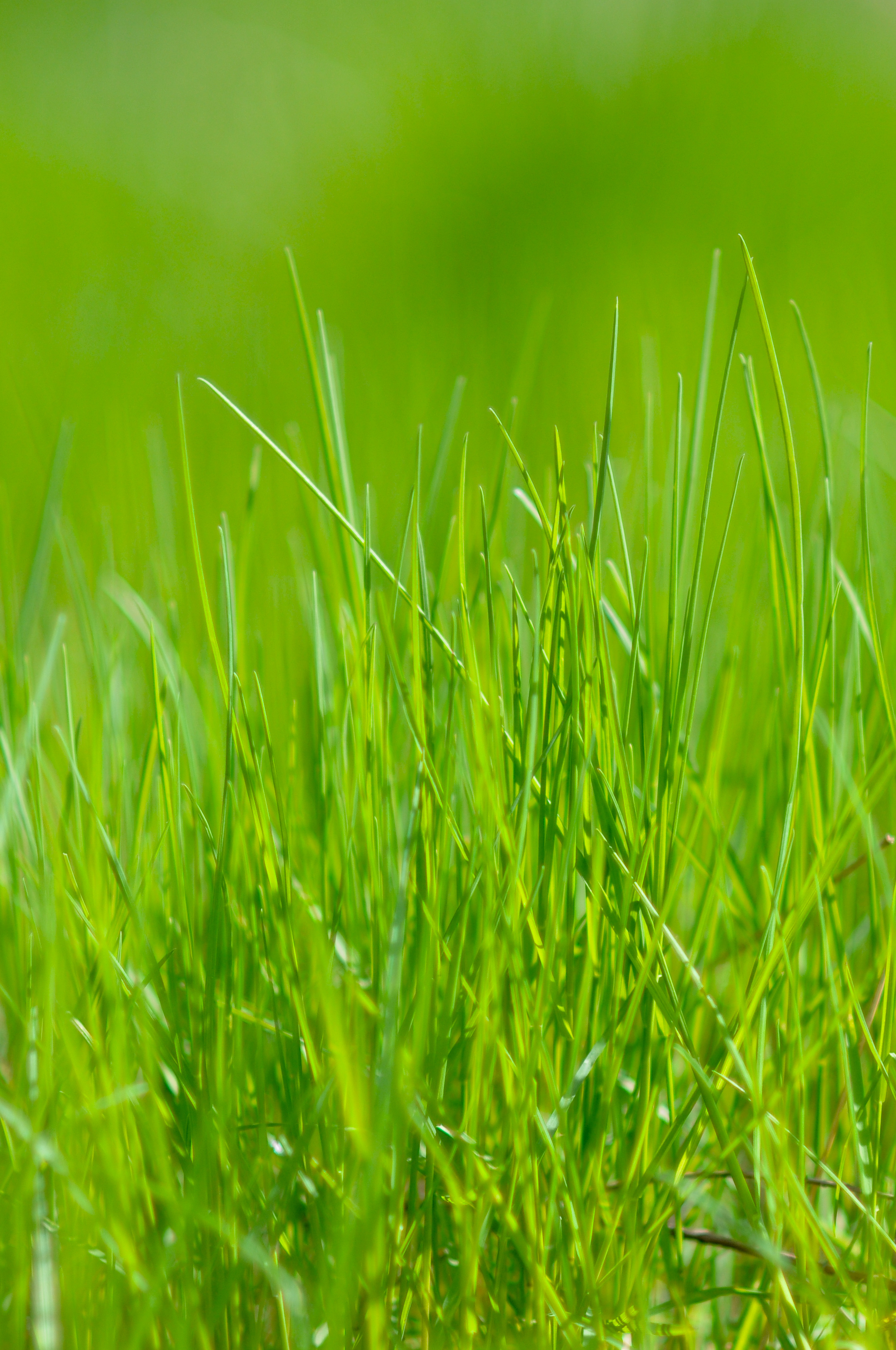 Free download wallpaper Meadow, Nature, Grass, Macro on your PC desktop