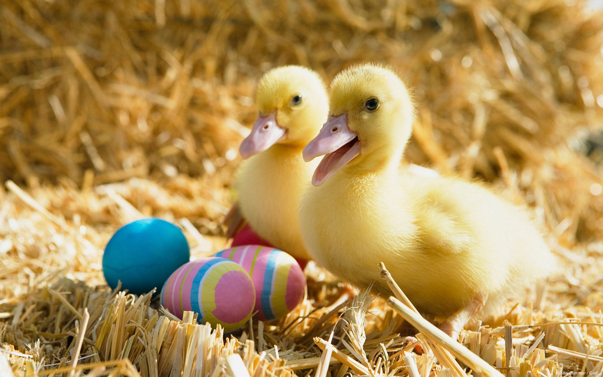 duck, animals, ducklings, easter eggs