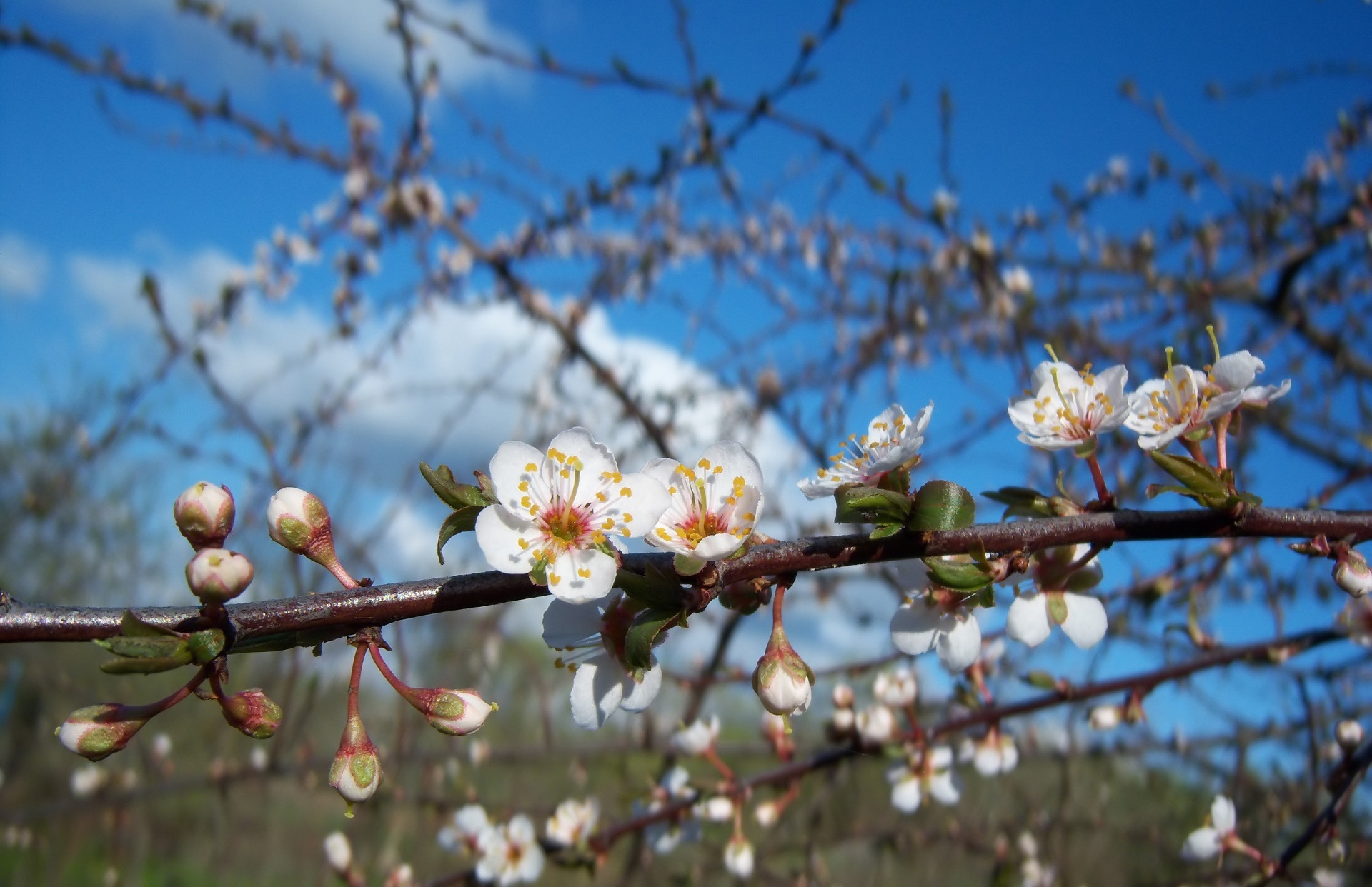 Free download wallpaper Blossom, Flowers, Earth on your PC desktop