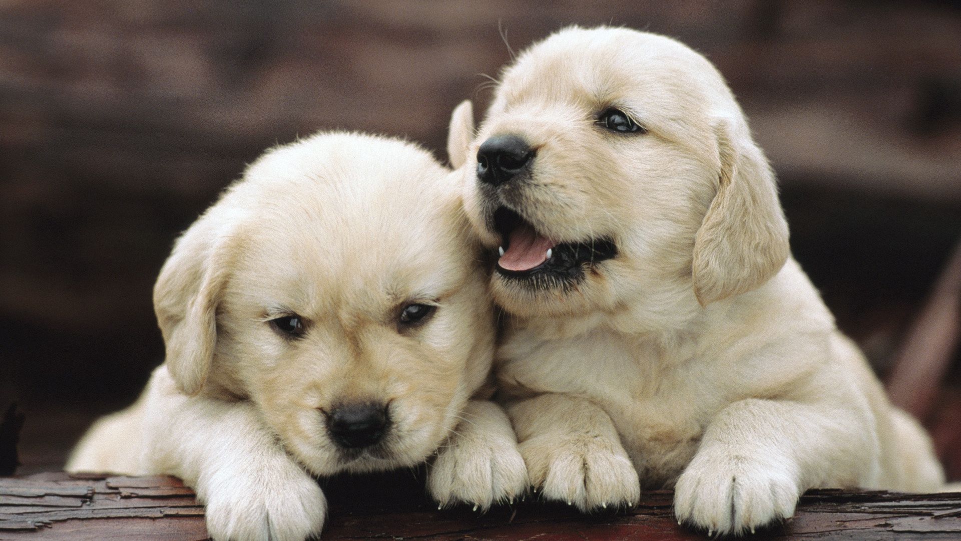 animals, couple, pair, playful, toddlers, kids, puppies