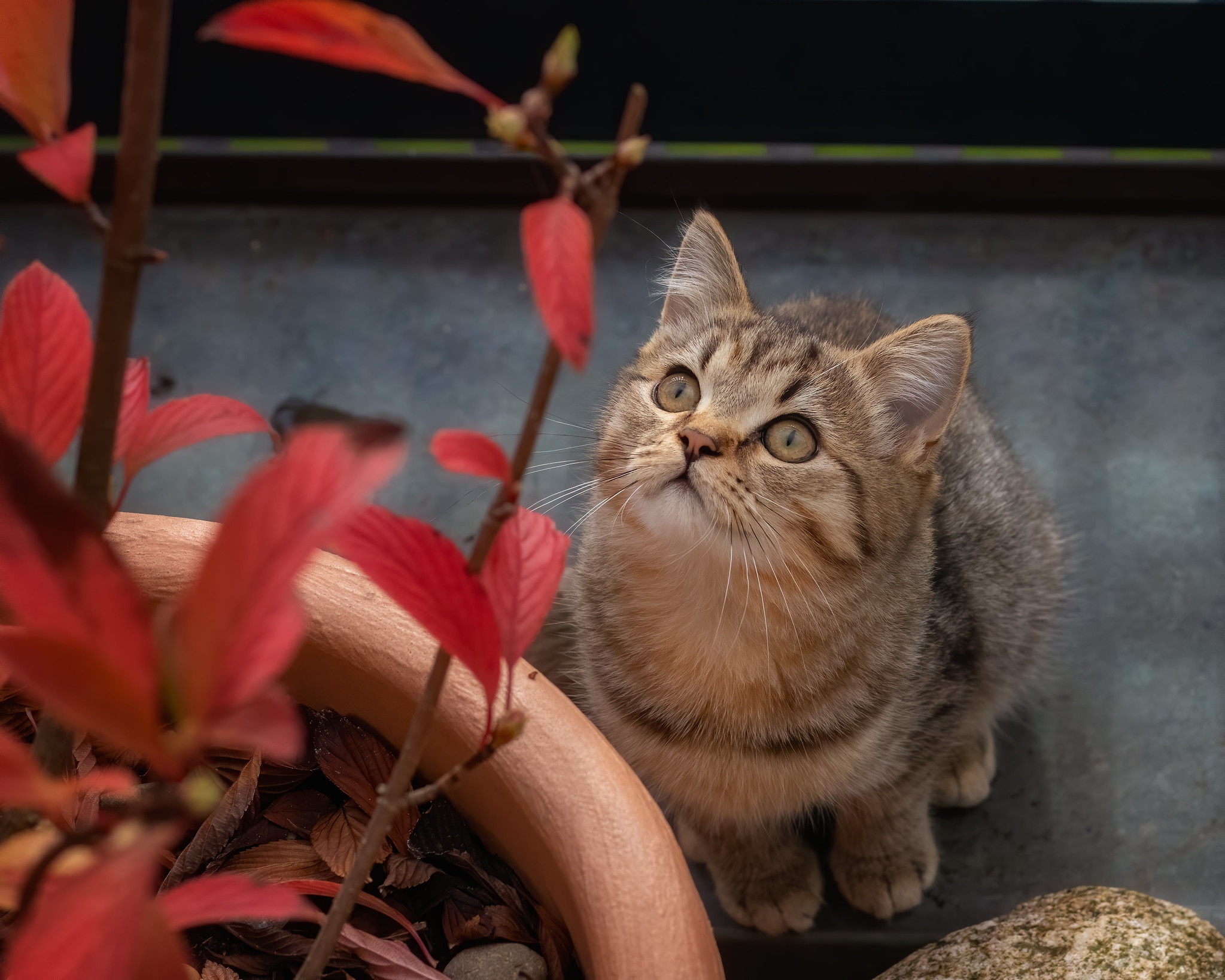 Handy-Wallpaper Tiere, Katzen, Katze kostenlos herunterladen.