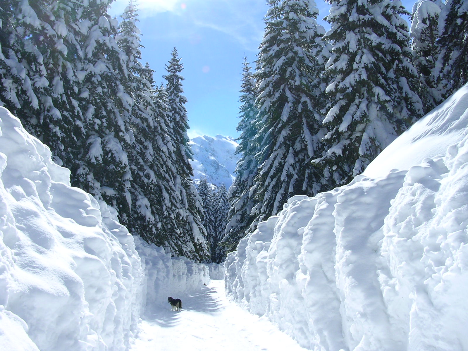 Laden Sie das Winter, Erde/natur-Bild kostenlos auf Ihren PC-Desktop herunter