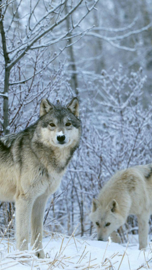 Download mobile wallpaper Winter, Snow, Wolf, Animal, Grey Wolf, White Wolf, Wolves for free.