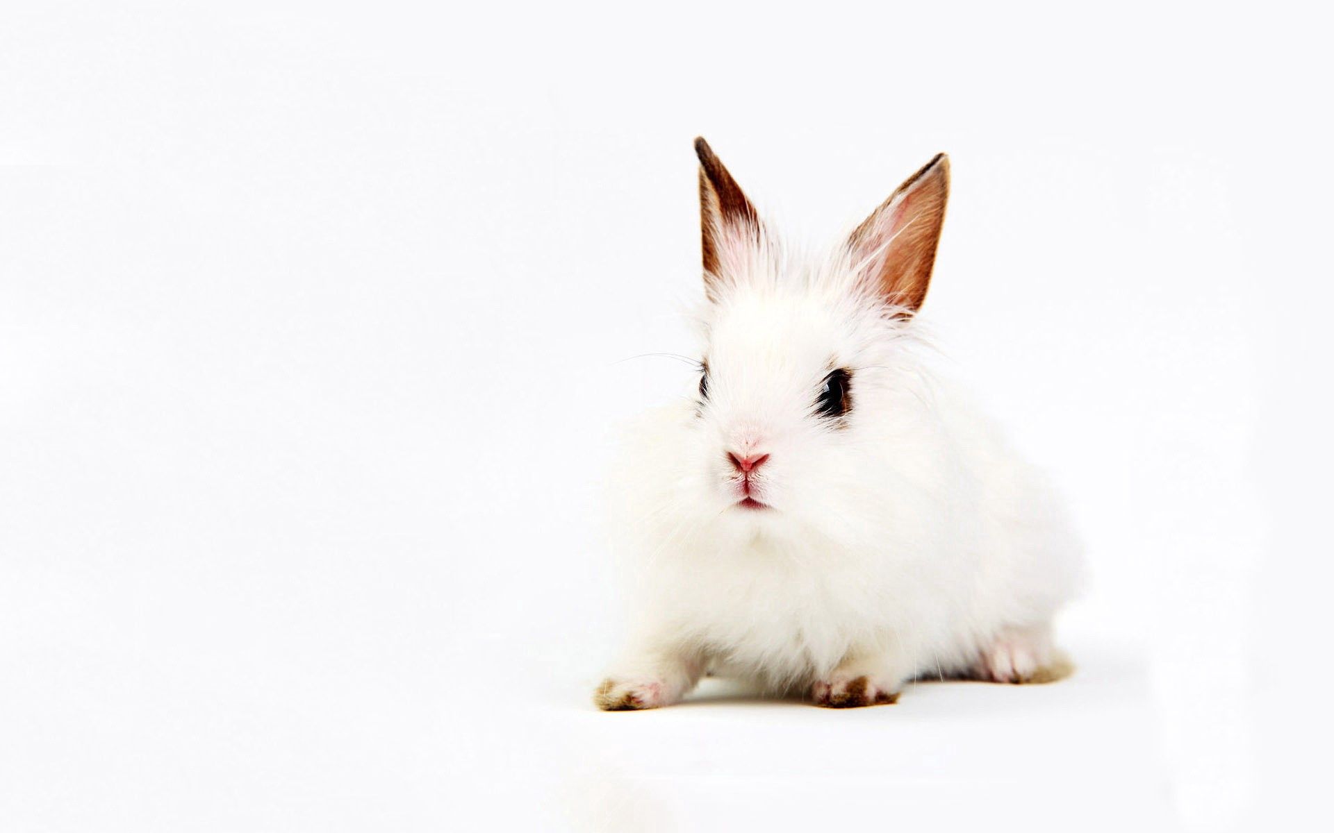 144138画像をダウンロード動物, 背景, ウサギ, 座る, 白い, 兎-壁紙とスクリーンセーバーを無料で