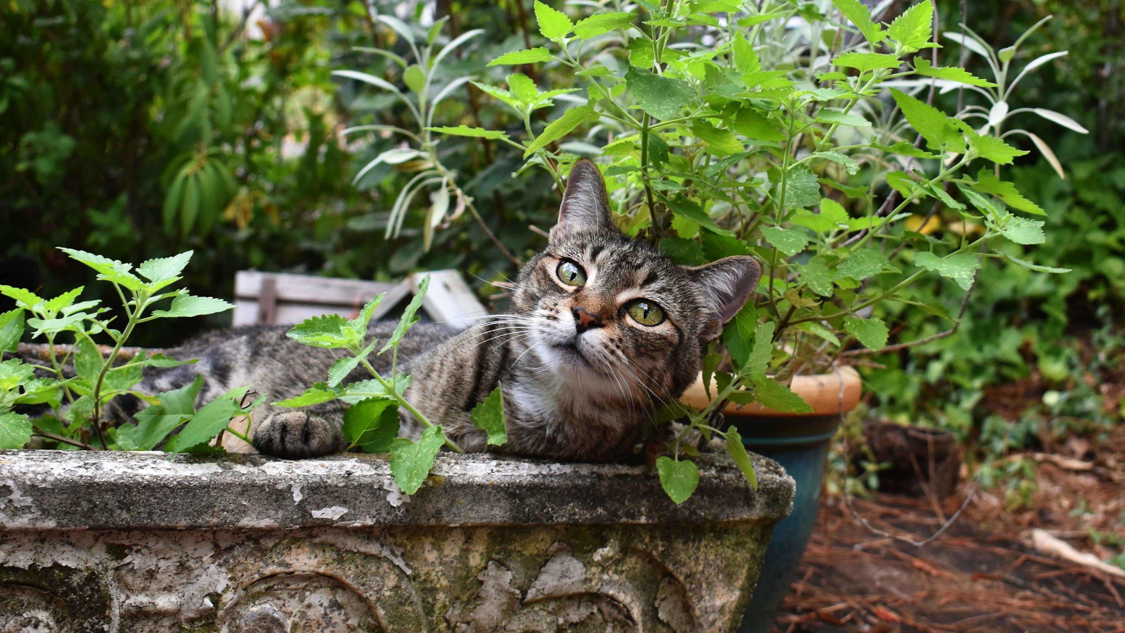 Baixar papel de parede para celular de Animais, Gatos, Gato gratuito.