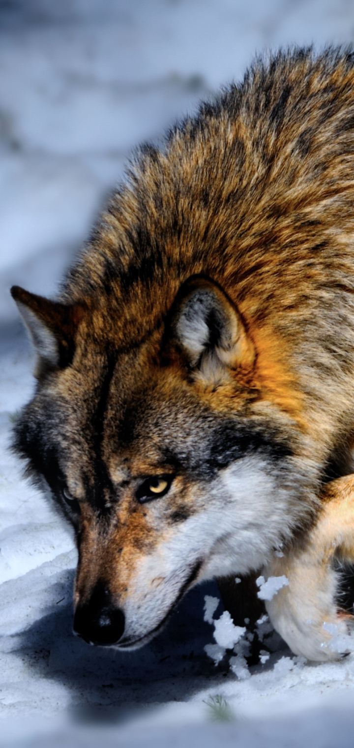 Descarga gratuita de fondo de pantalla para móvil de Animales, Nieve, Lobo, Wolves.