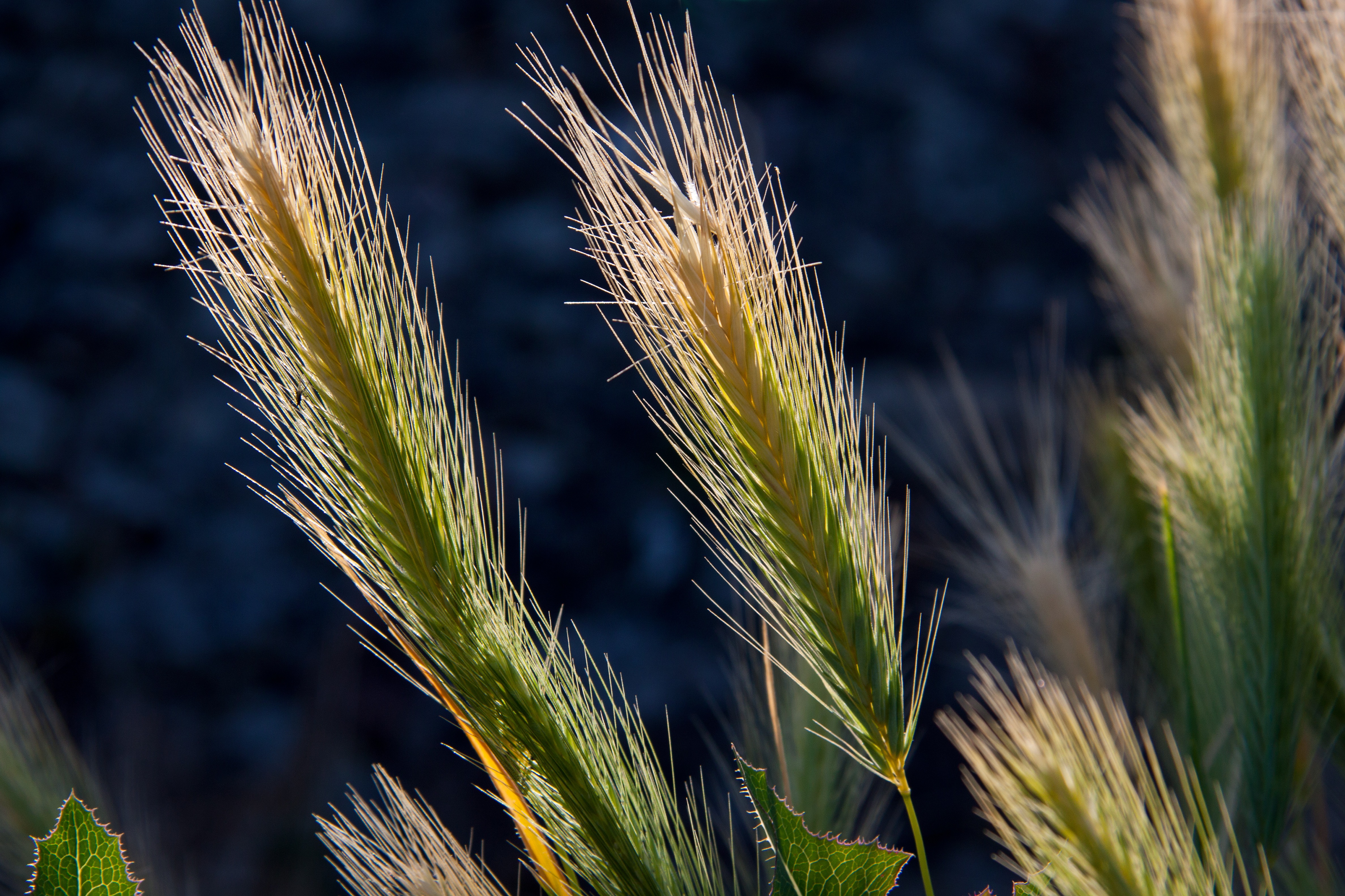 Free download wallpaper Wheat, Plant, Macro, Earth on your PC desktop