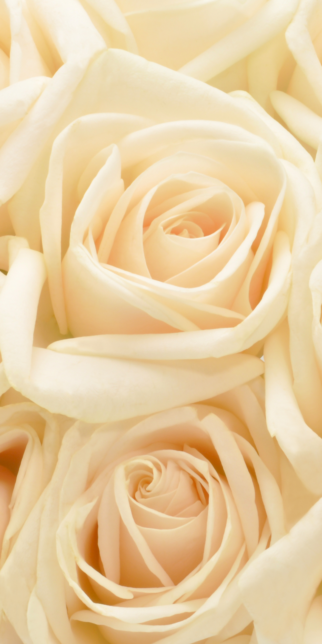 Download mobile wallpaper Flowers, Flower, Rose, Close Up, Earth, Peach Flower for free.