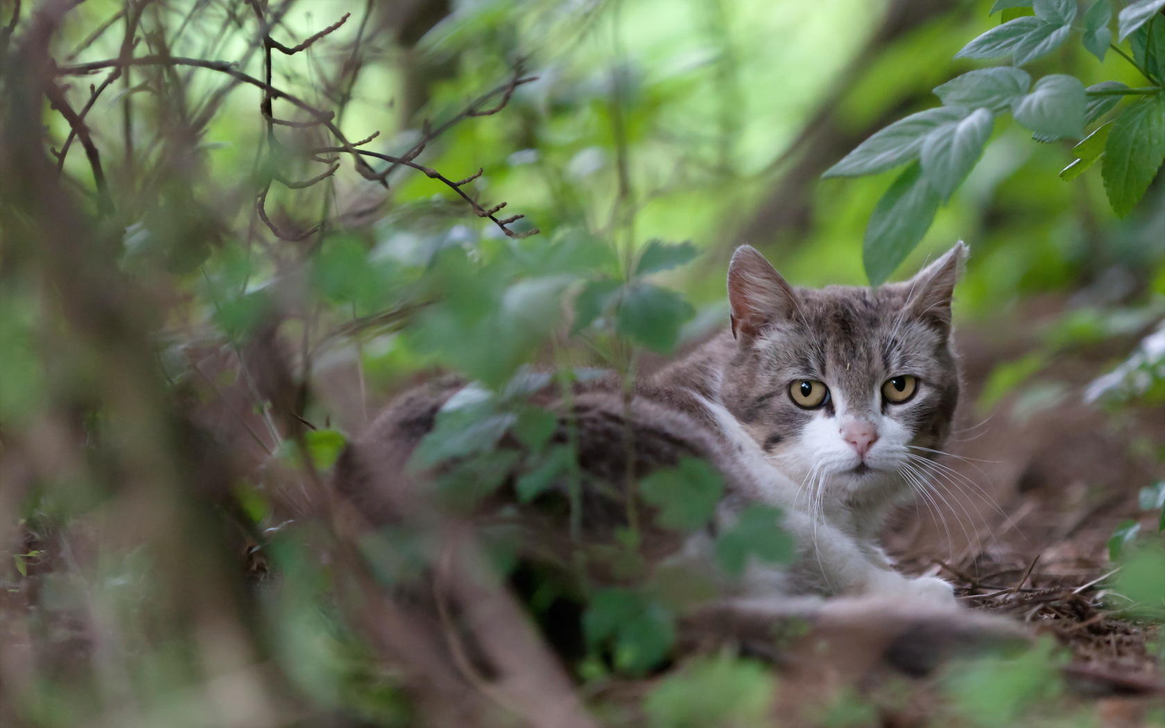 Descarga gratuita de fondo de pantalla para móvil de Animales, Gato.