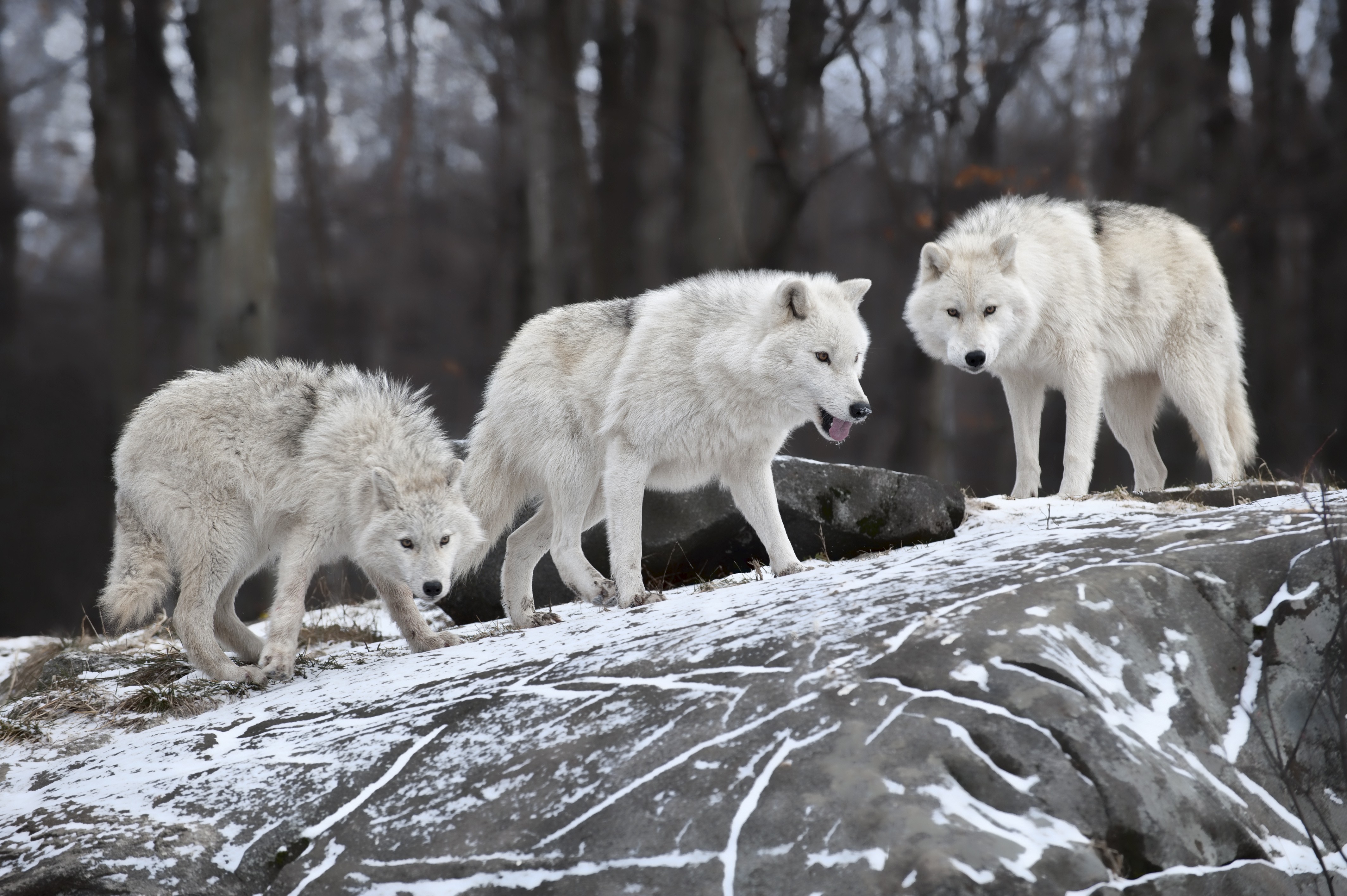 719457 descargar fondo de pantalla animales, lobo ártico: protectores de pantalla e imágenes gratis