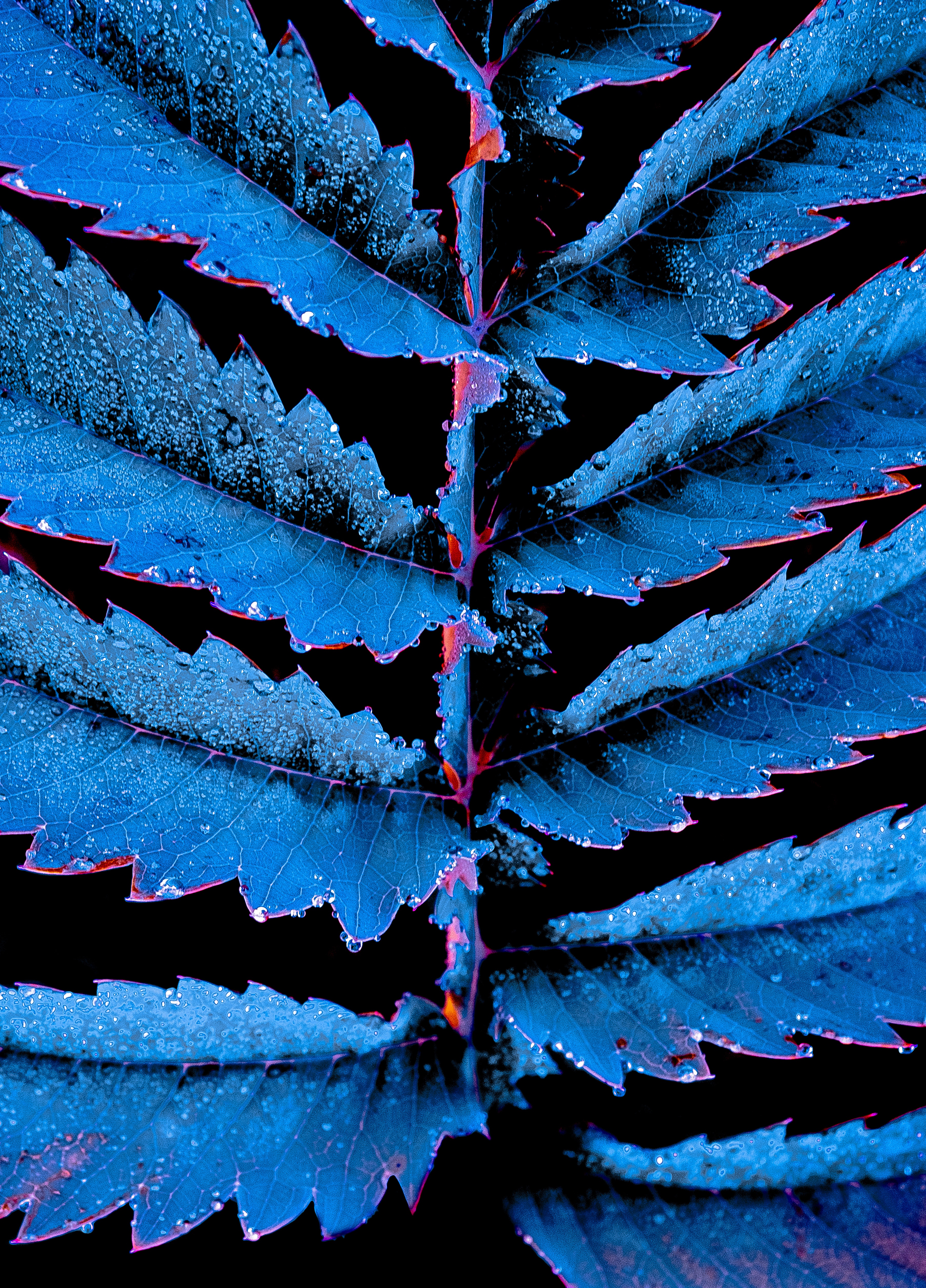 leaves, drops, blue, plant, macro, carved, photoshop